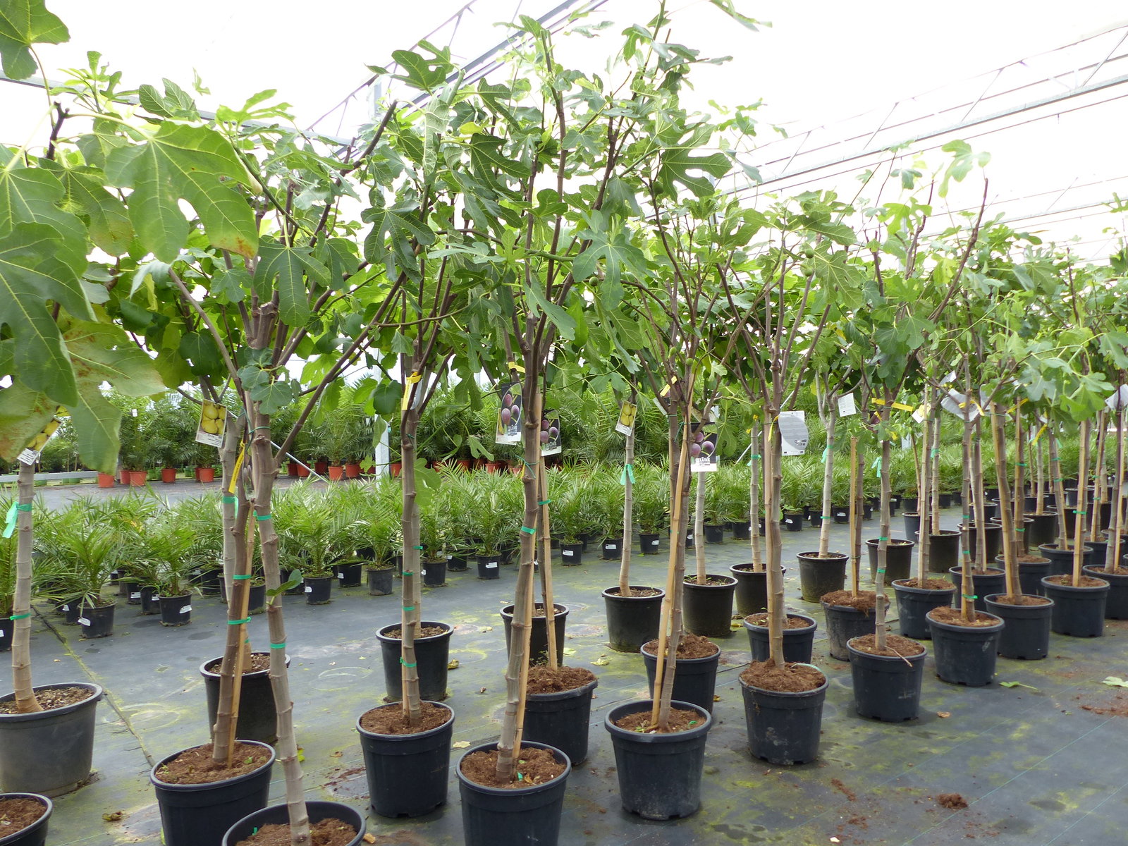 Feigenbaum 170 cm Obstbaum Brown Turkey winterhart kräftiger Stamm, Ficus Carica, Feige