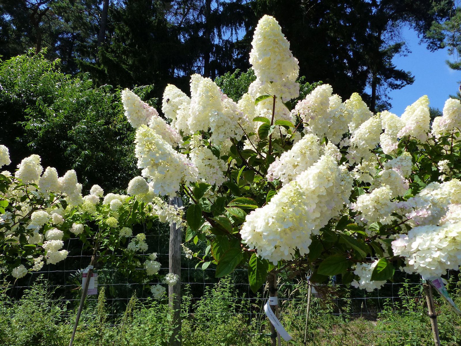 Hortensie Rispenhortensie Stamm im E&K Pflanzkübel 200 - 230 cm div. Sorten Hydrangea Paniculata winterhart