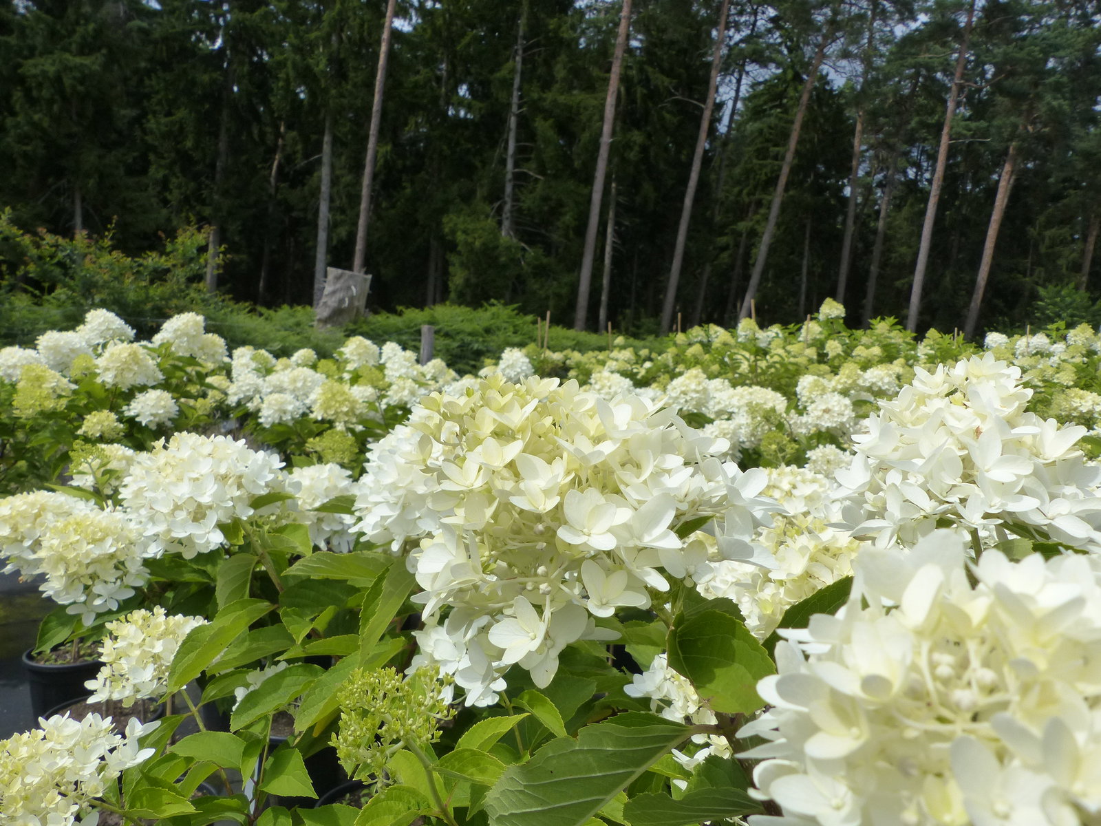 Horstensie Rispenhortensie Stamm 170 cm Hercules weiß Hydrangea Paniculata winterhart