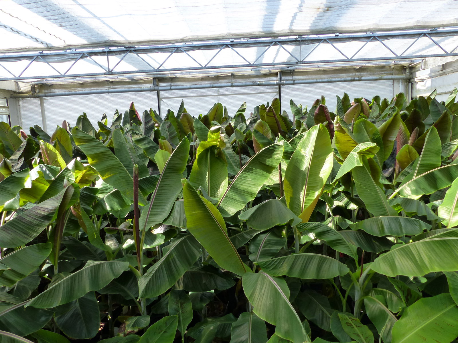 Musa Itinerans Forma India | Bananenstaude | 140 - 170 cm