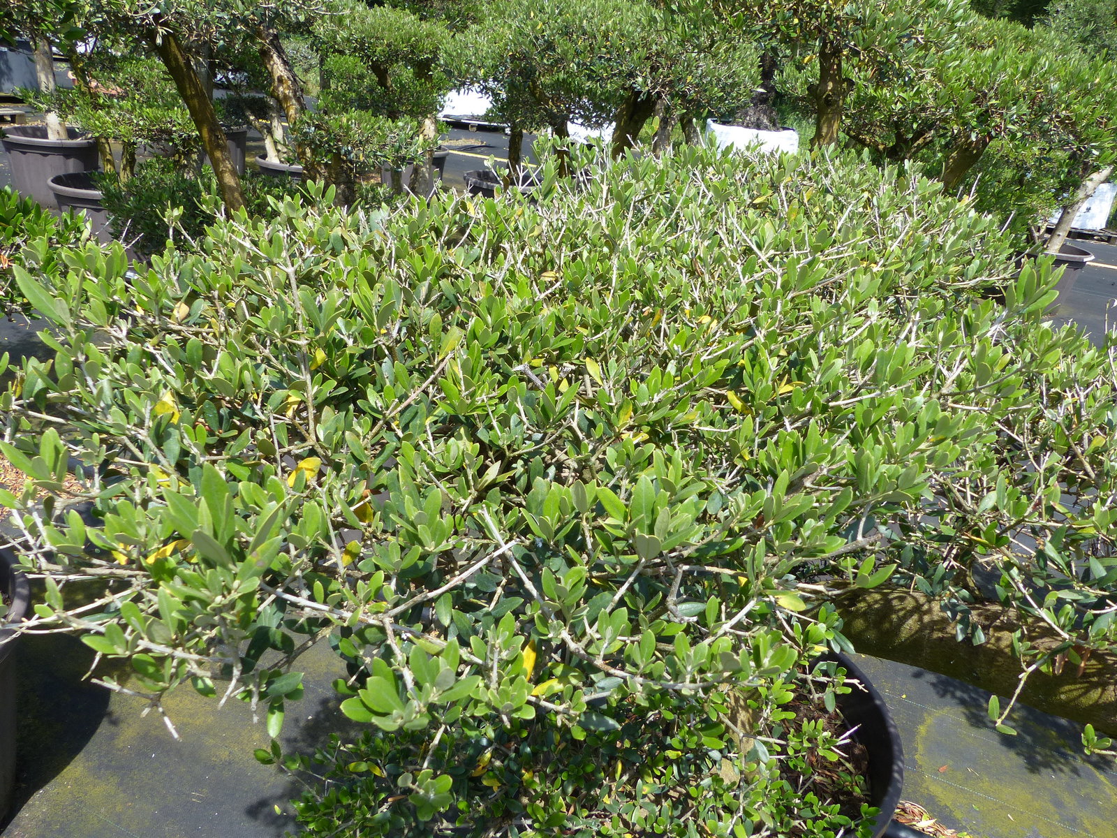 Olivenbaum Olea Europaea als Pon Pon Angebot 130 - 180 cm Bonsai Formgehölz Gartenbonsai Formschnitt winterhart