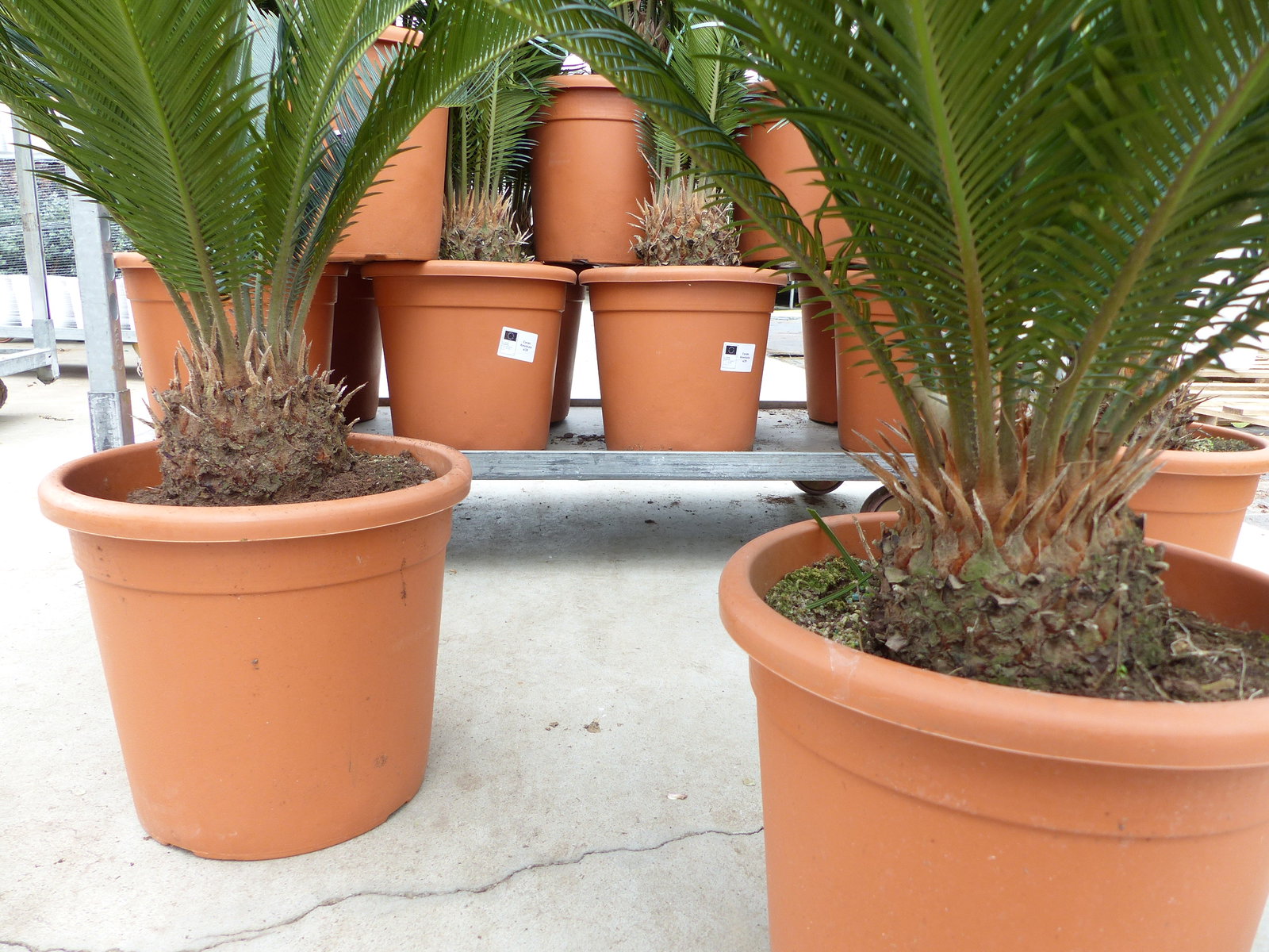 XL Premium Palmfarn 70 - 90 cm Cycas Revoluta Sagopalme Palme, innen + außen