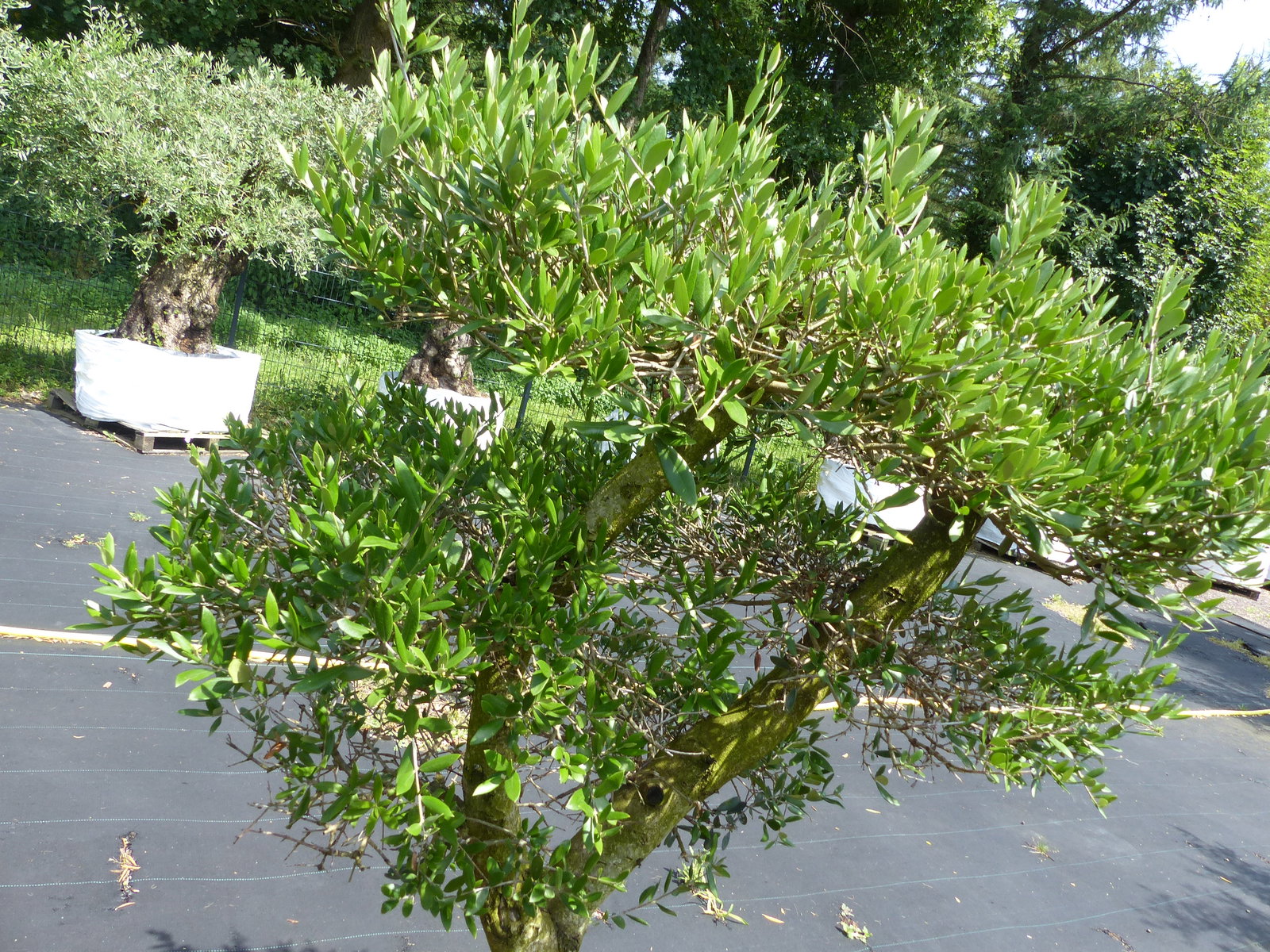Angebot | Olive Olivenbaum Pon Pon | 160-190cm in 90L-Schale | 5 - 7 Pon Pon | Bonsai Formgehölz, winterhart