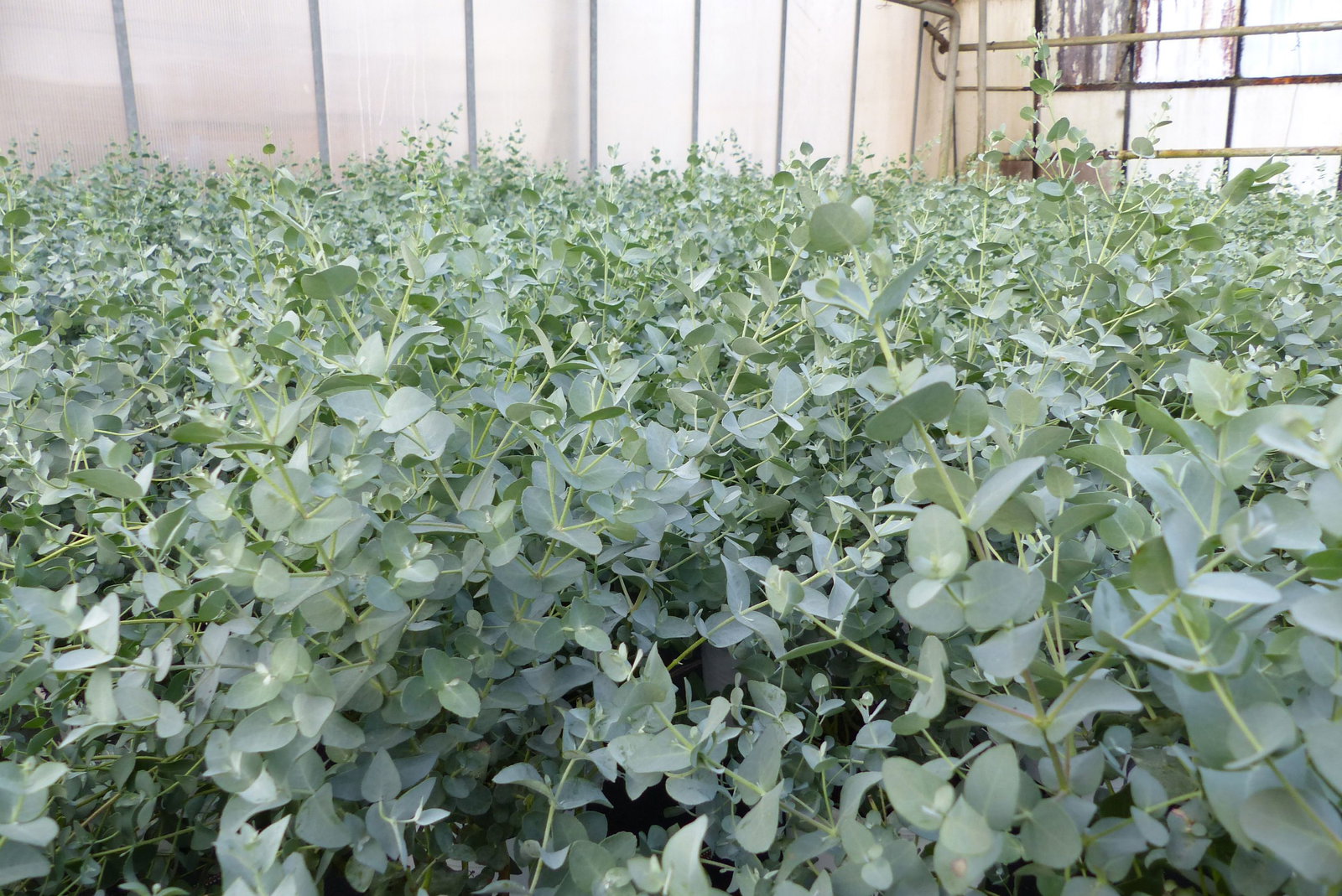 4 Stück Eucalyptus Gunni Gunnii Busch Kugel Eukalyptusbaum, Ø 35 cm, T19  H 50 cm Pflanze winterhart
