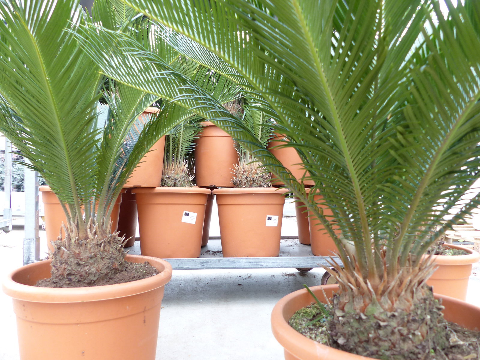 XL Premium Palmfarn 70 - 90 cm Cycas Revoluta Sagopalme Palme, innen + außen