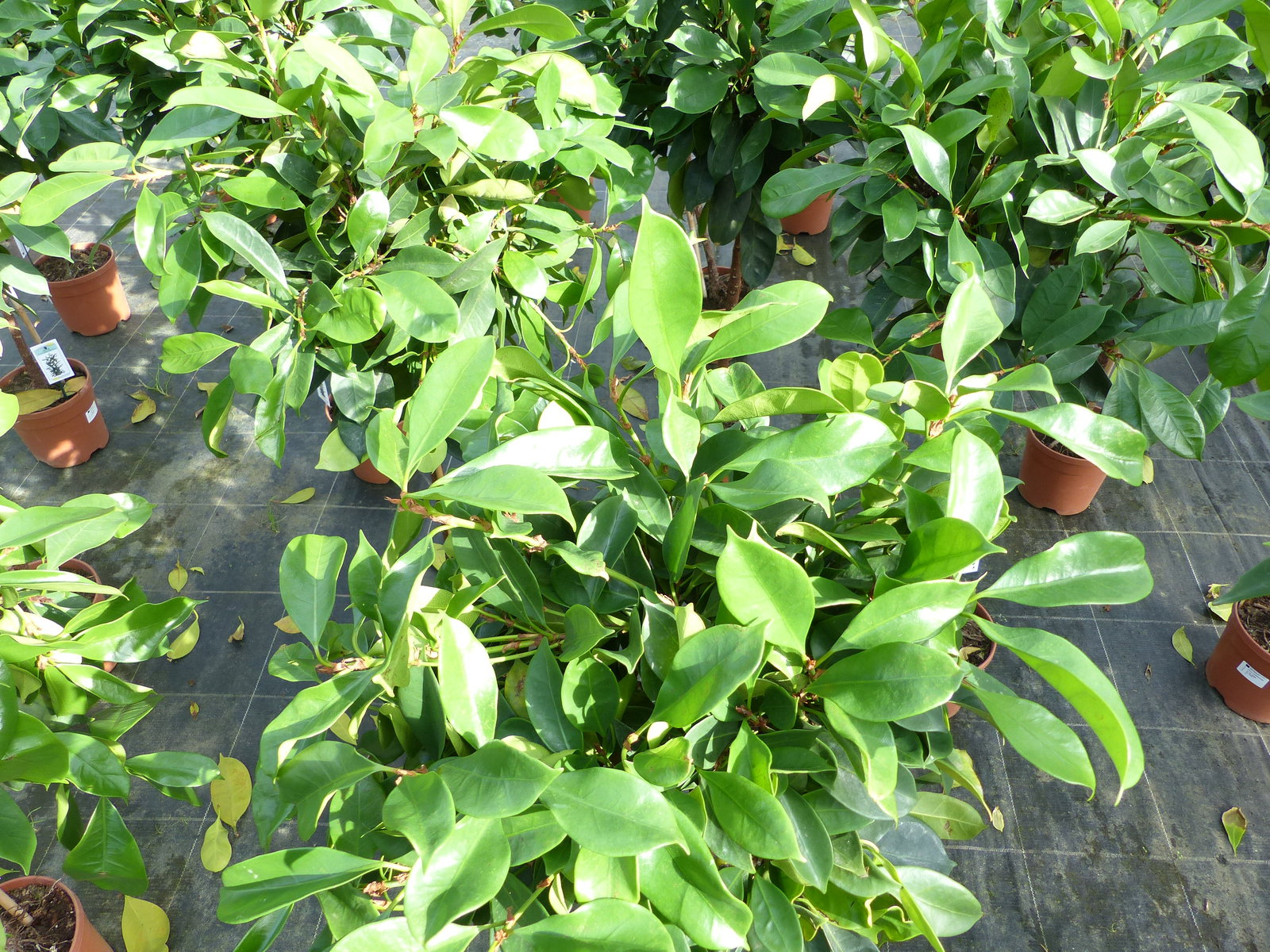 Ficus cyathispula | Becherfeige | Afrikanischer Feigenbaum | 120 - 140 cm | Feige | Stamm | Premiumqualität