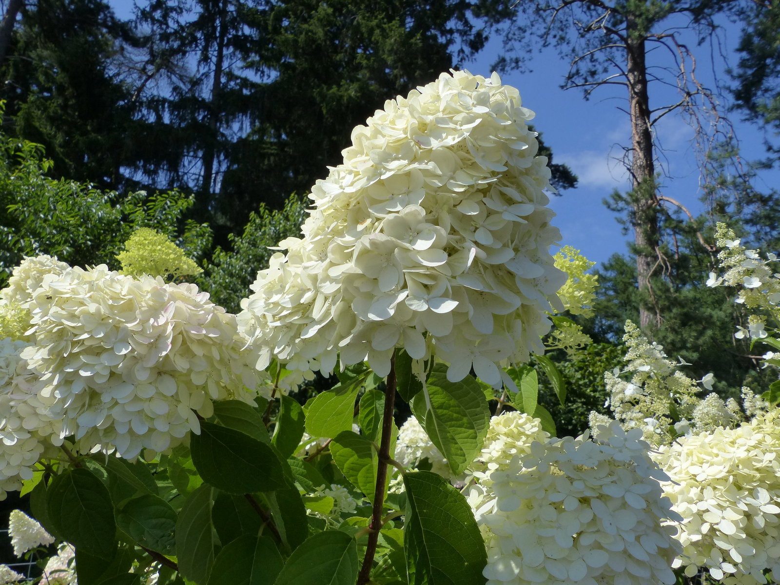 Hortensie Rispenhortensie Stamm im E&K Pflanzkübel 200 - 230 cm div. Sorten Hydrangea Paniculata winterhart
