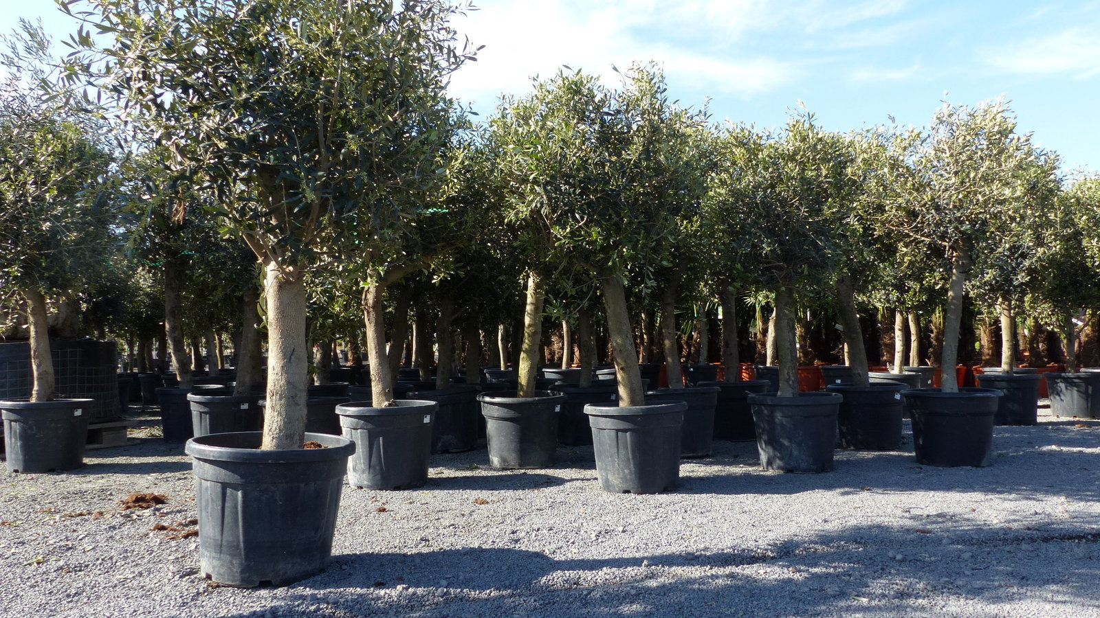 Olivenbaum Olive "20 Jahre" beste Qualität, Stammumfang 20 - 30 cm, winterhart, Olea Europaea