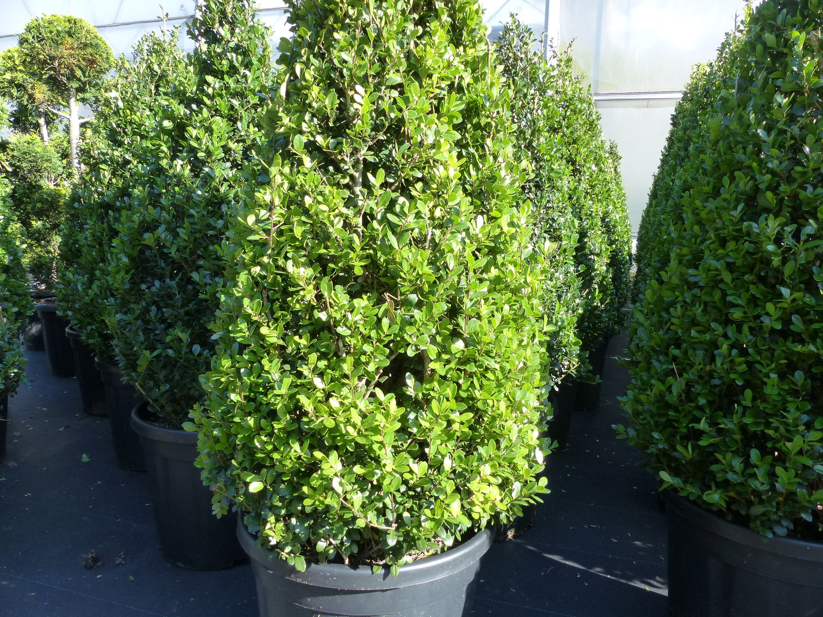 2 Stück Ilex crenata Caroline Upright Pyramide 130 - 150 cm Kegel Buchsbaum Ersatz winterhart + robust