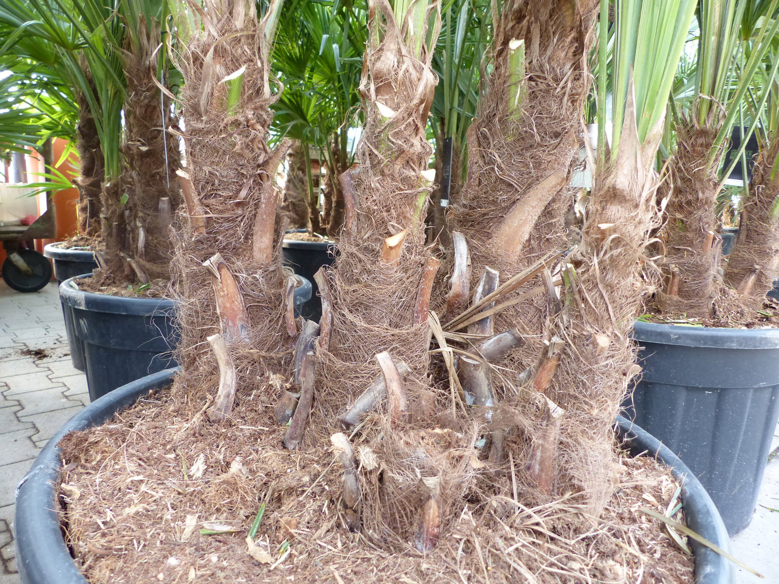 Trachycarpus Fortunei Gruppe mehrstämmig Palme, winterhart 220 - 260 cm Palmengruppe 3 - 5 Stämme