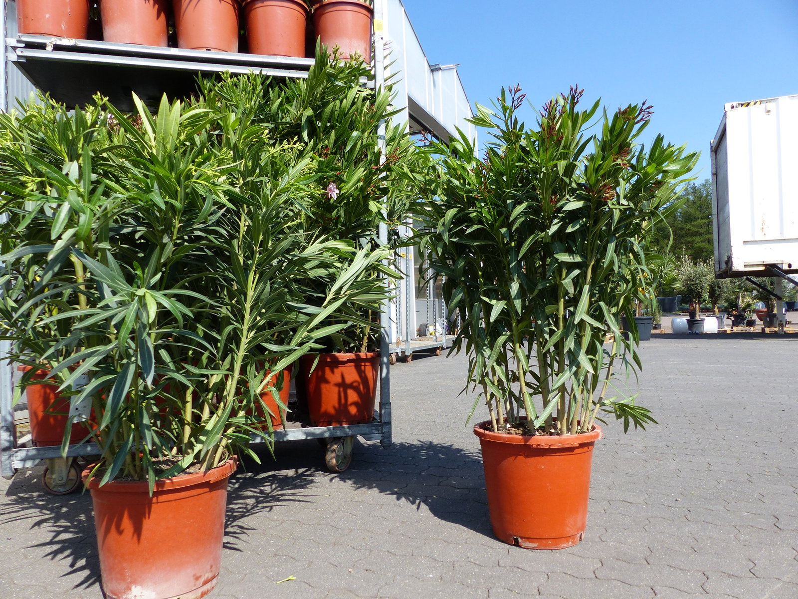 Oleander Premiumqualität 110 - 130 cm Busch Nerium Krone Ø90 cm Rosenlorbeer Premium rot, rosa oder weiß