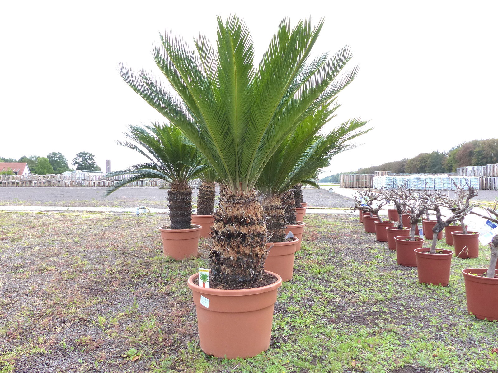 Cycas revoluta 130–150 cm – Japanische Sagopalme Palmfarn mit dickem, kräftigem Stamm bis zu 90 cm Umfang