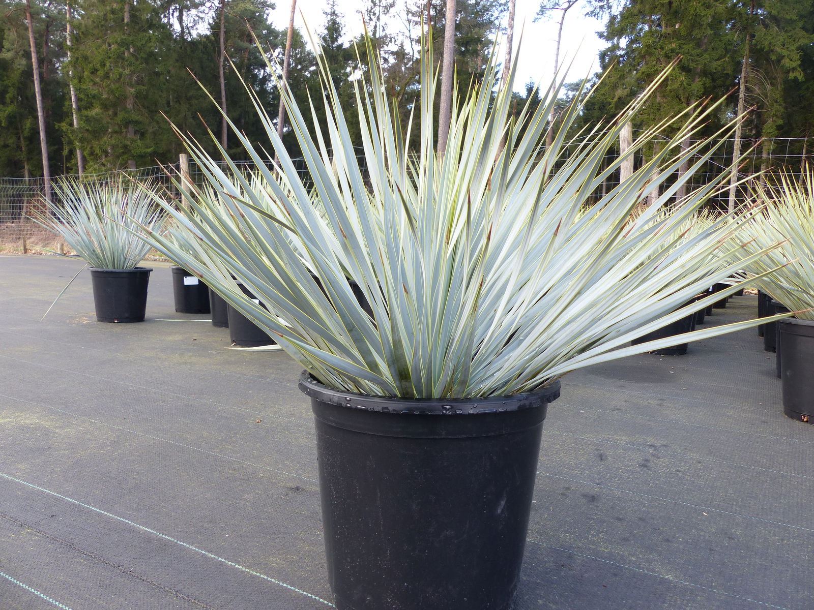 Yucca Rostrata Kugel 50 - 60 cm ,Blaue Palmlilie extra winterhart, Premiumqualität 