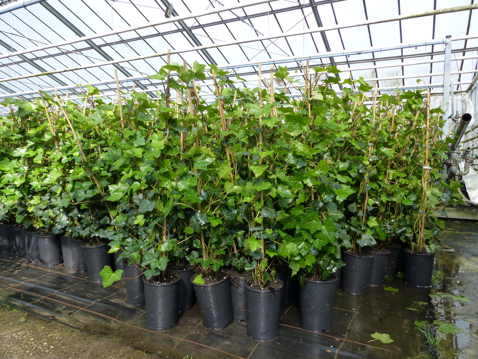 10 Stück Efeu Hedera helix 85 - 105 cm Heckenpflanze winterhart Kletterpflanze Hecke Sichtschutz blickdicht
