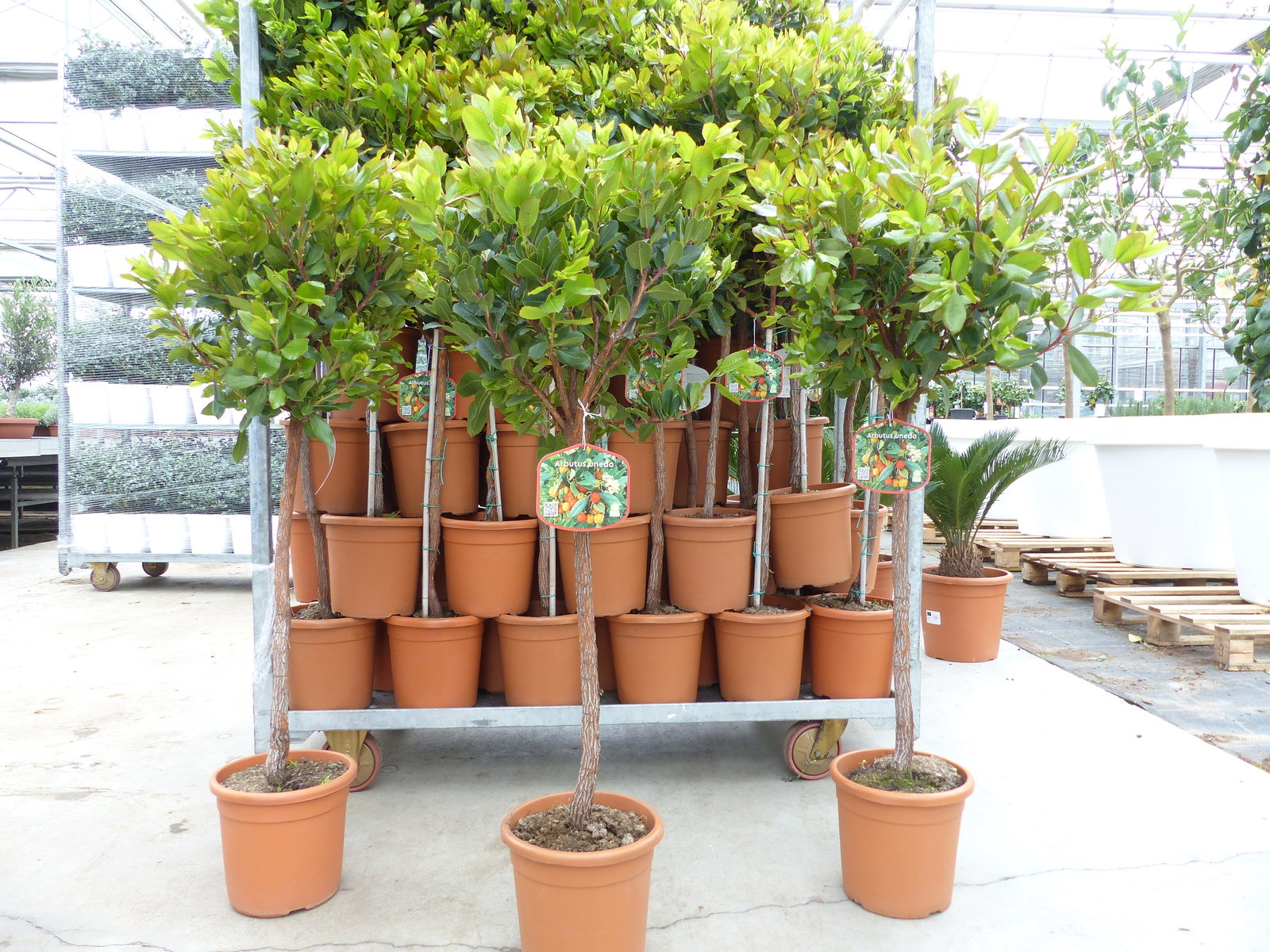 Erdbeerbaum | 120 cm | Arbutus unedo | veredelt | Premiumqualität | winterhart | fruchtreif
