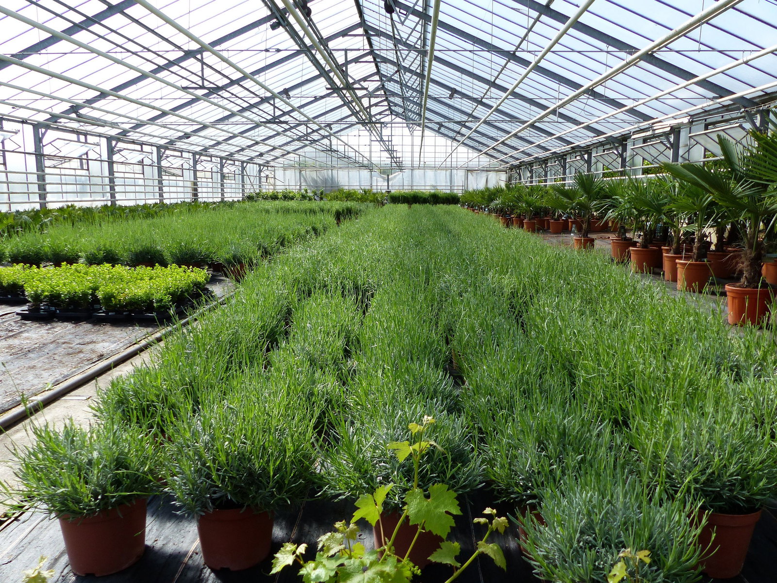 echter Lavendel XL BUSCH Ø 40cm, Höhe 40 cm, Lavandula Angustifolia Kräuter Pflanze Kräuterküche