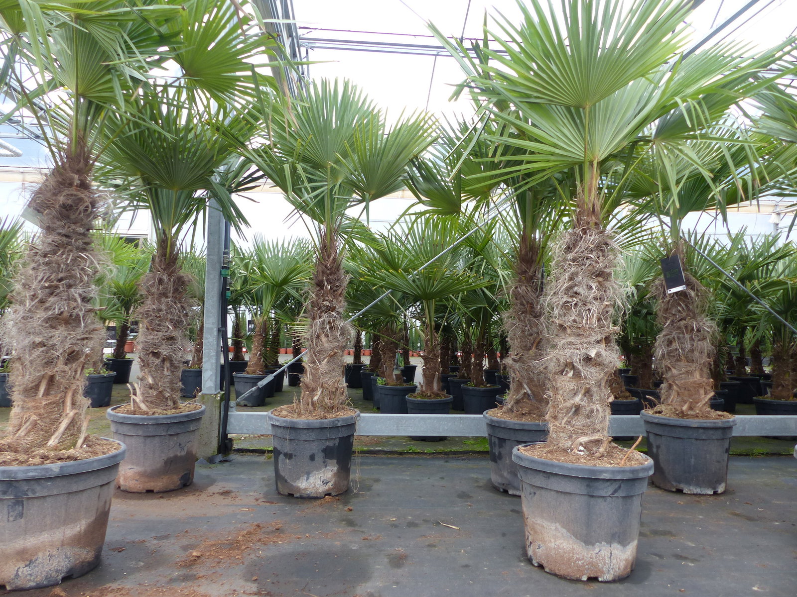 Trachycarpus fortunei dicke Stämme 220 cm Hanfpalme, winterharte Palme bis -18°C