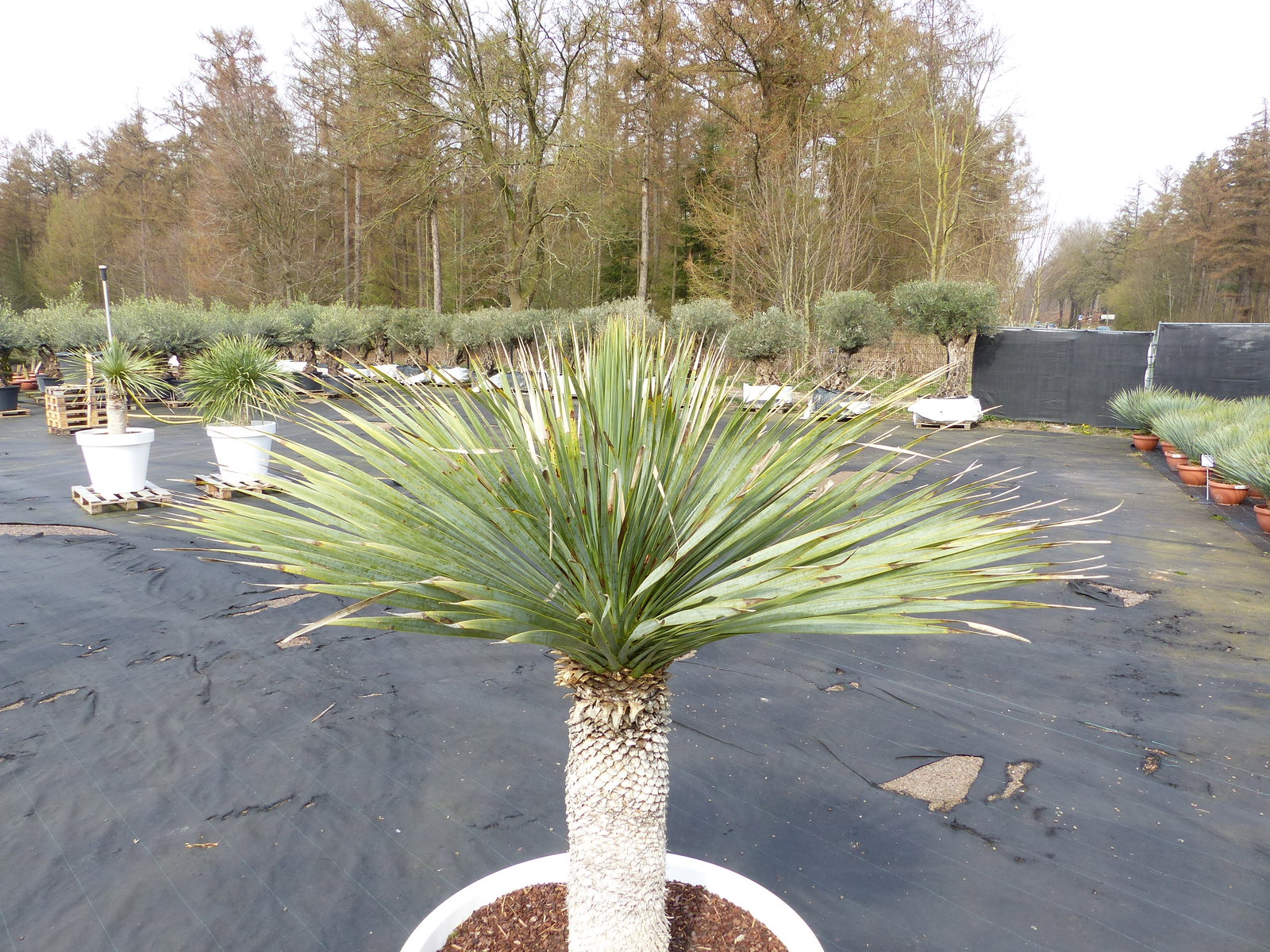 Yucca Rostrata 170 cm | Stamm 65 cm | im Pflanzkübel Ø80 cm Weiß winterhart