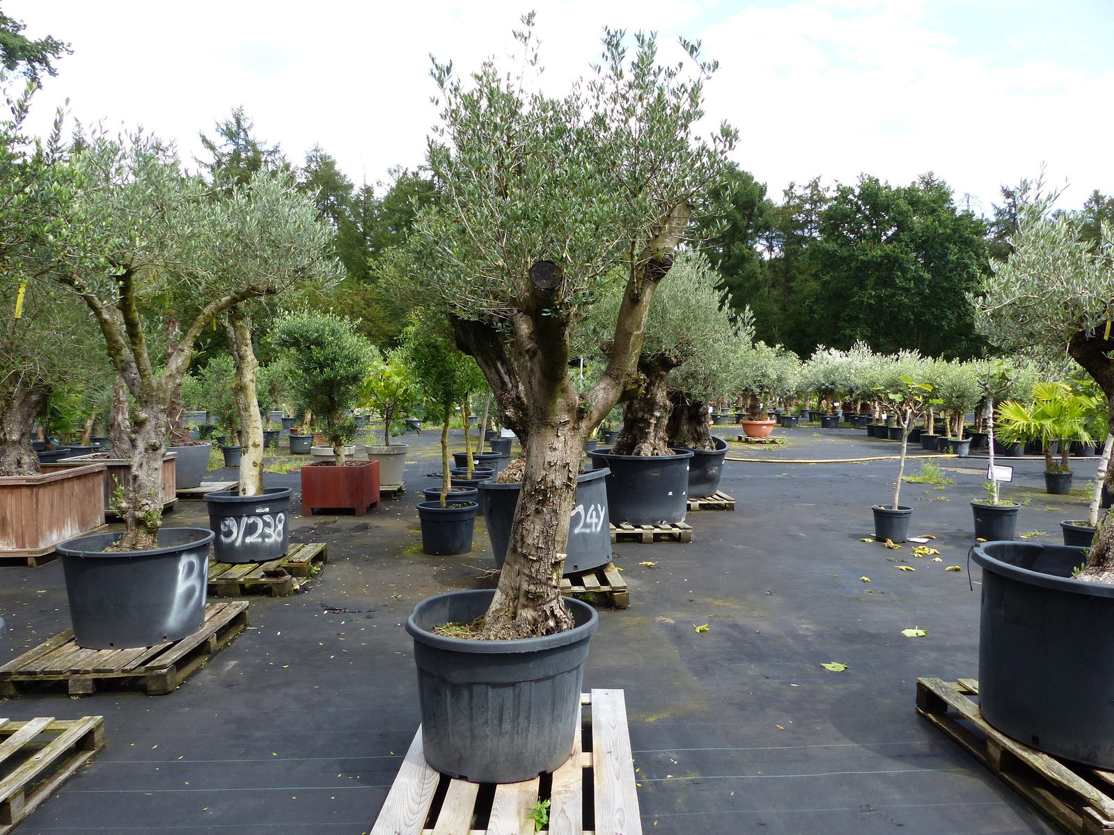 exakt dieser Baum Nr. A , 240 cm, Olivenbaum 'Angebot' verzweigte Olive winterhart