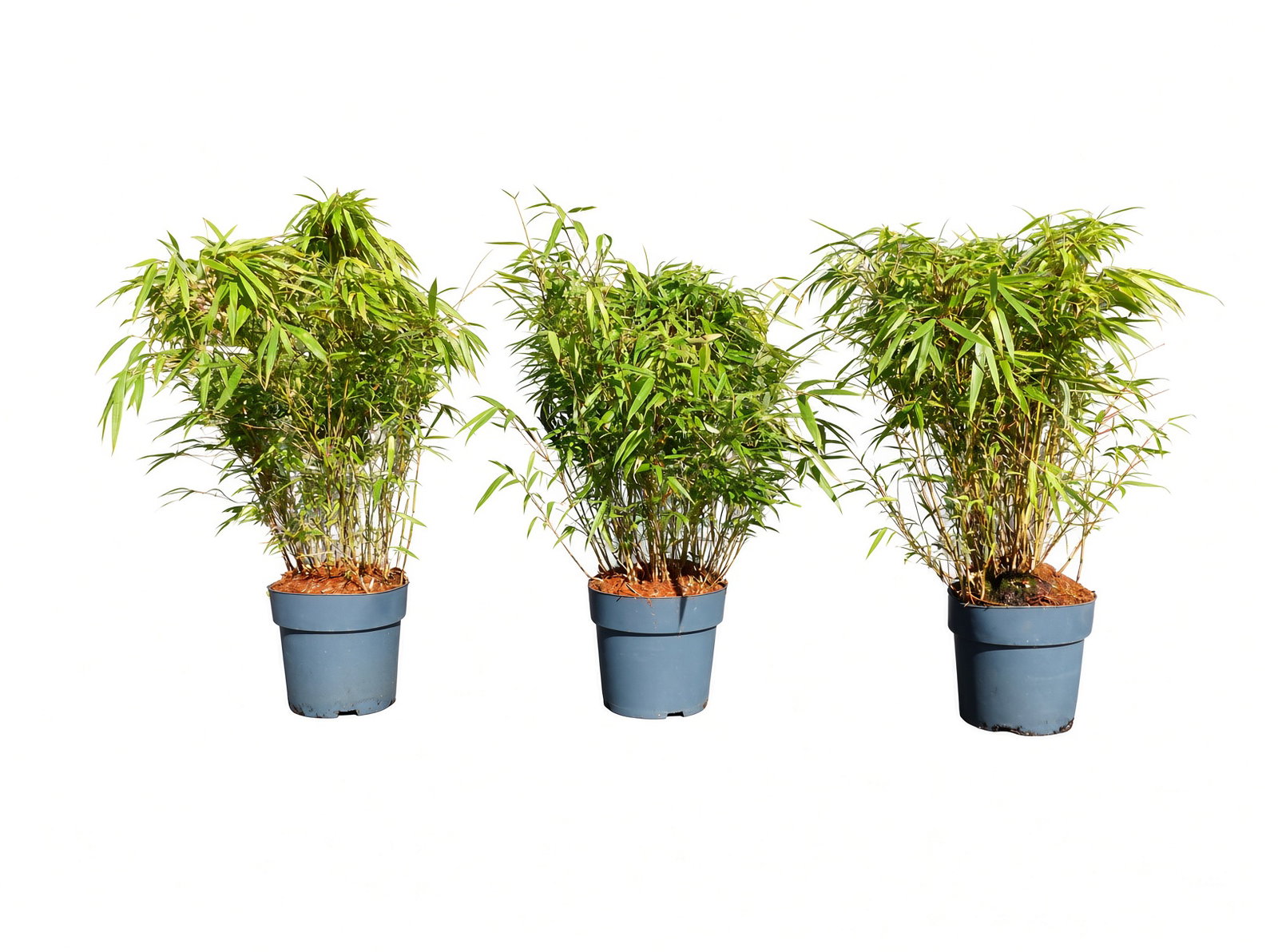 5 Stück Bambus Fargesia Rufa 70 - 80 cm Schirmbambus Gartenbambus winterhart