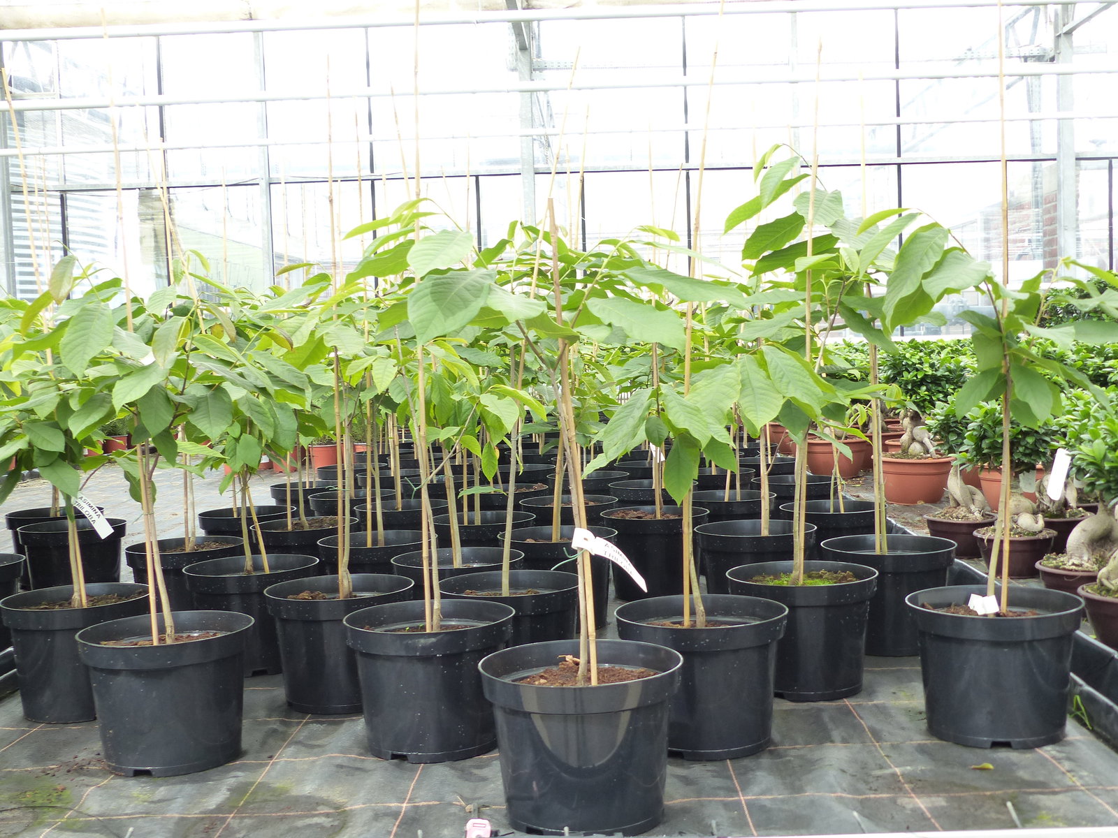 Asimina triloba Dreilappige Papau 180 cm Sunflower Papau Pawpaw, winterhart