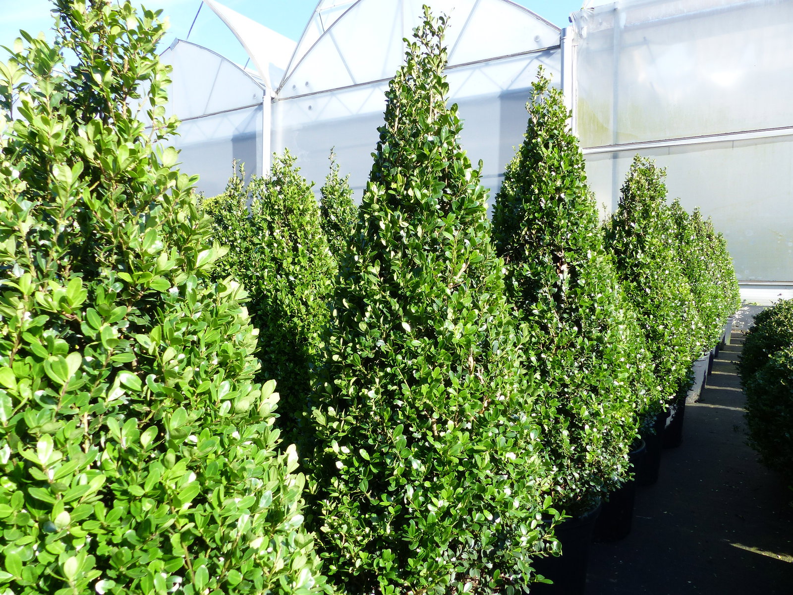 2 Stück Ilex crenata Caroline Upright Pyramide 130 - 150 cm Kegel Buchsbaum Ersatz winterhart + robust
