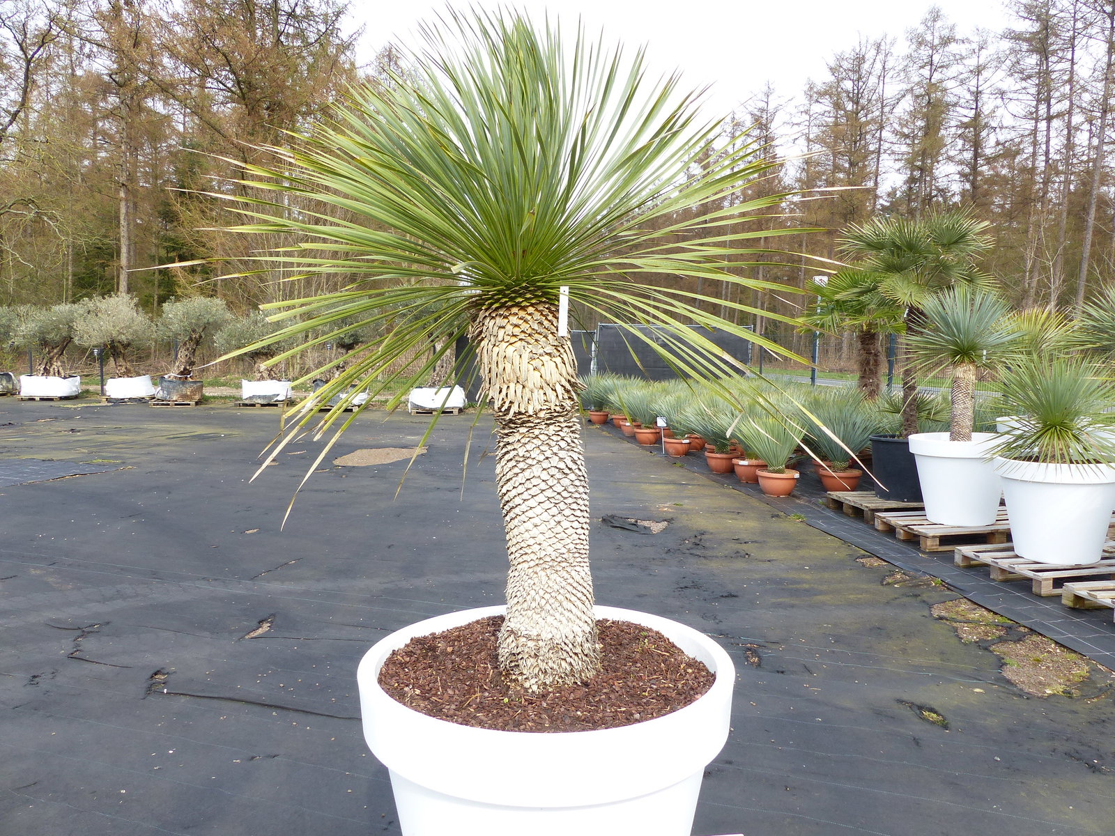 Yucca Rostrata 190 cm | Stamm 80 cm | im Pflanzkübel Ø80 cm Weiß winterhart