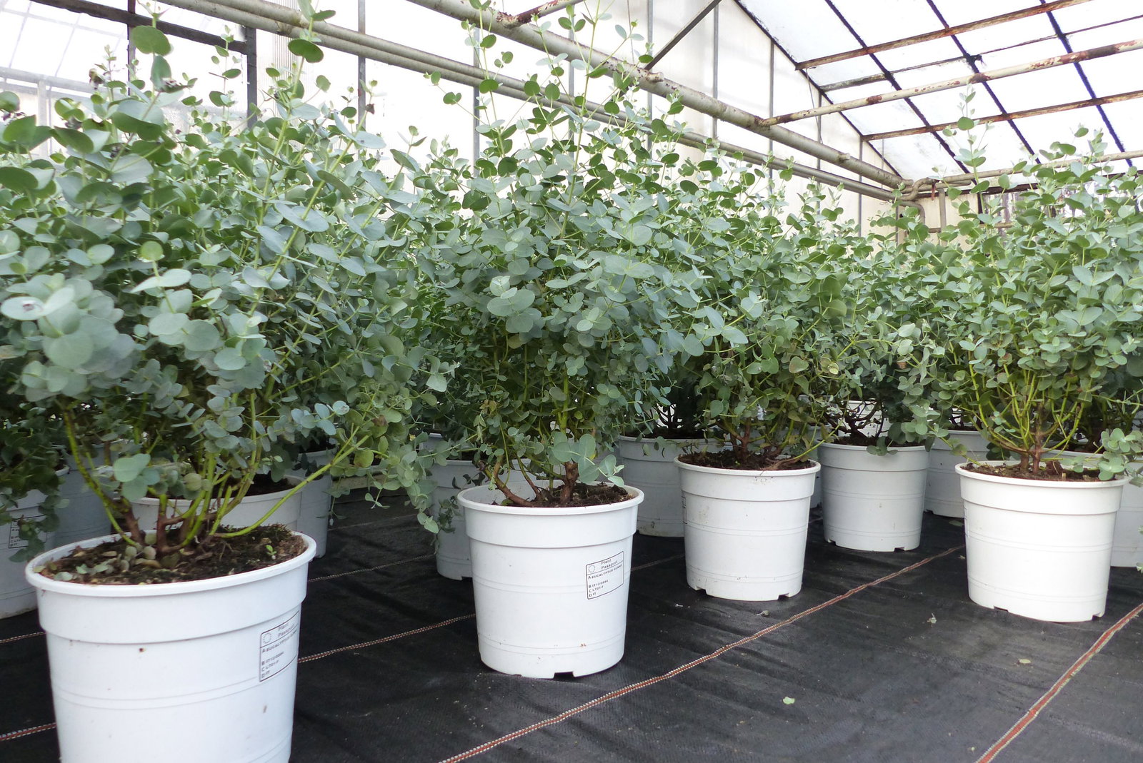 Eucalyptus Gunni Gunnii Busch Kugel Eukalyptusbaum, Höhe 35 - 40cm Pflanze winterhart
