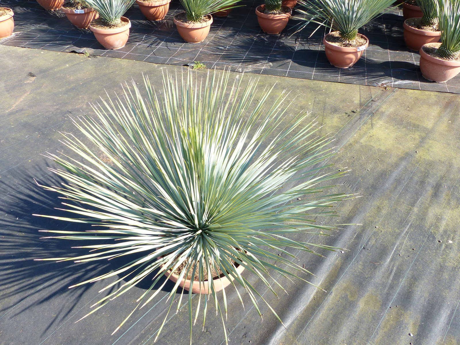 Yucca Rostrata 80 - 100 cm in Bonsai Schale | winterhart | Ø Krone 70 - 100 cm