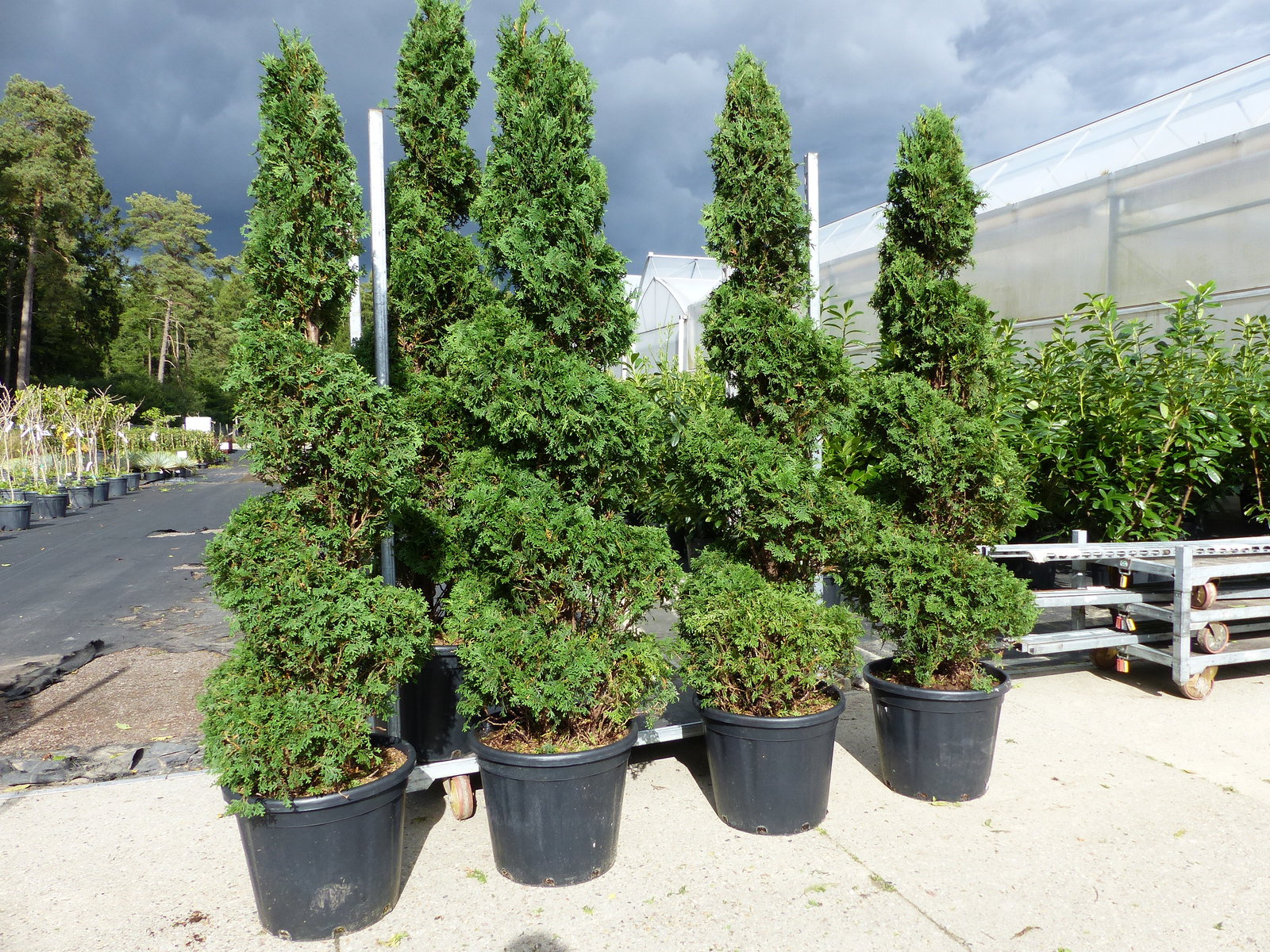 Thuja occ. "Columna" Spirale 180 cm Heckenpflanze Hecke Gartenbonsai Formgehölz
