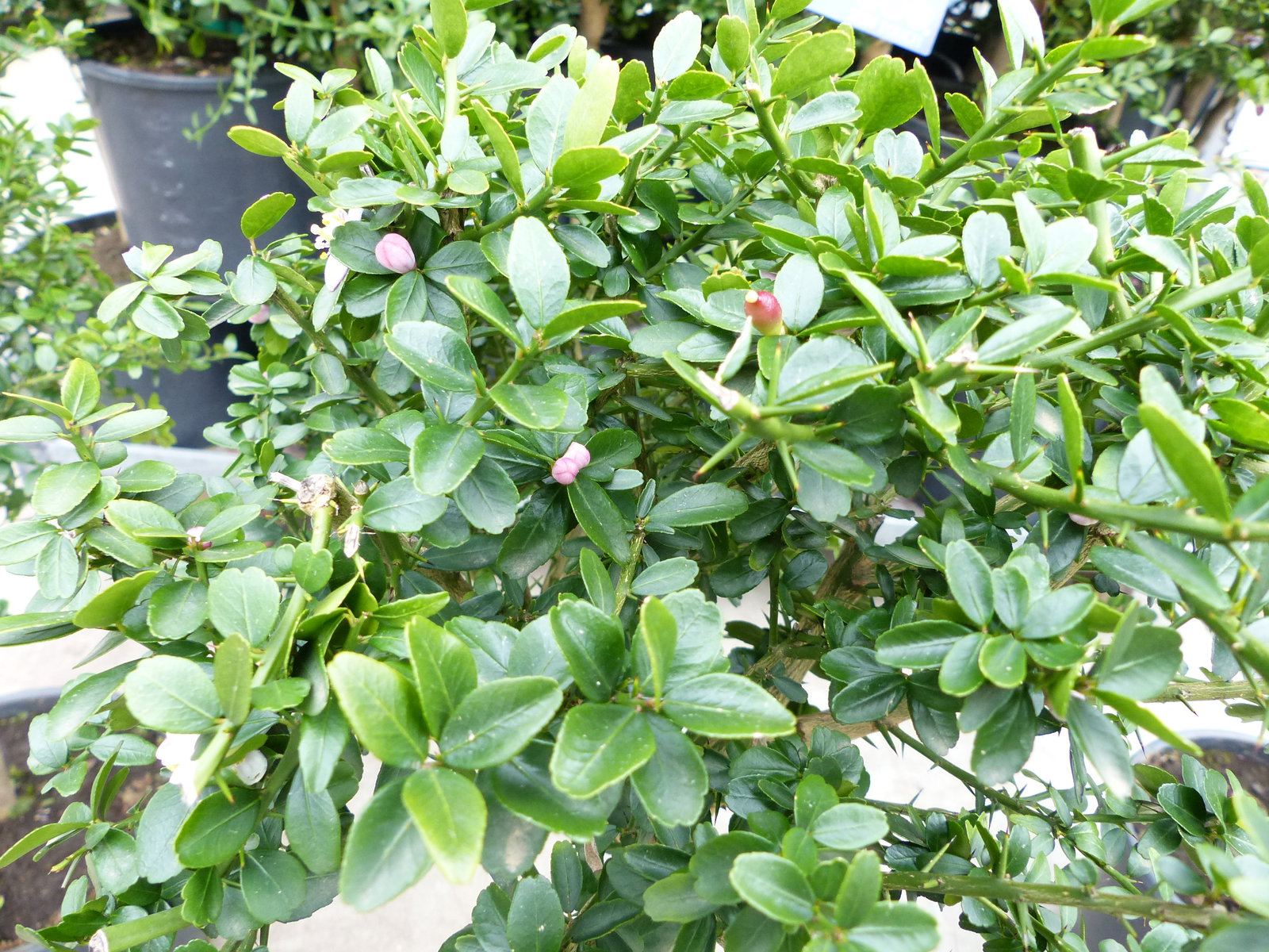 Kaviarlimette 65 - 75 cm | grüner Kaviar | Zitrusbaum | Fingerlimette | veredelt | Premiumqualität | hergestellt auf Sizilien