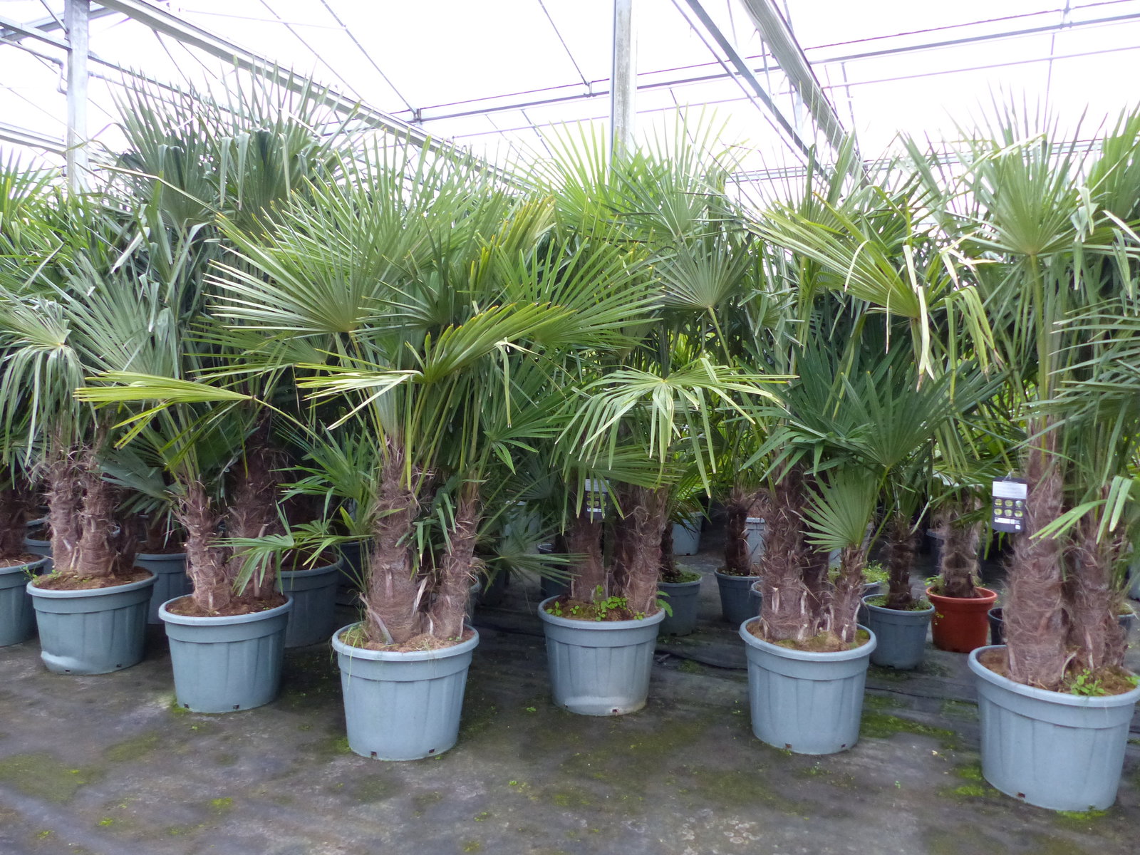Trachycarpus Fortunei Gruppe mehrstämmig Palme, winterhart 220 - 260 cm Palmengruppe 3 - 5 Stämme