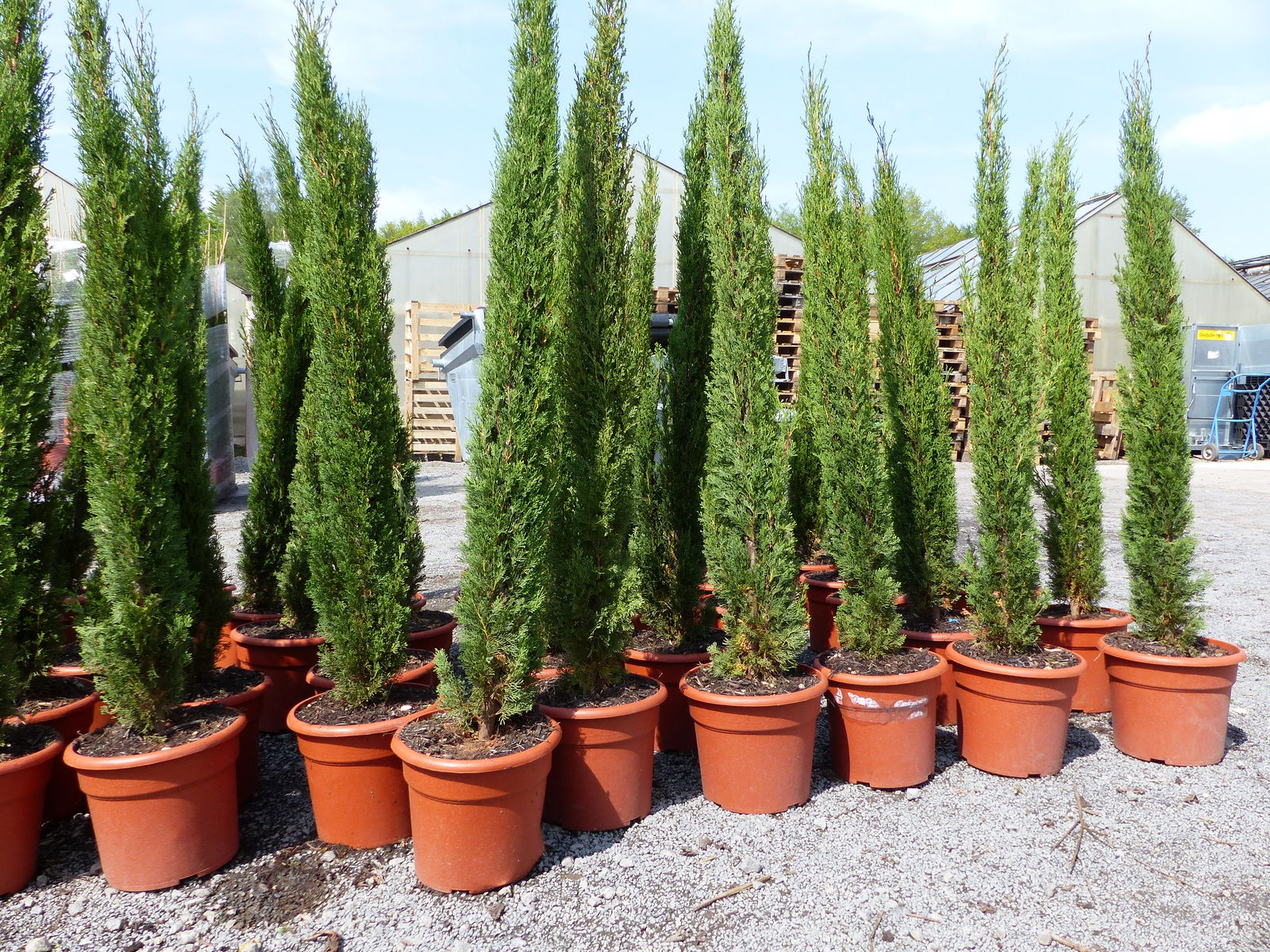 5x Totem 180 - 200 cm Toskana Zypresse Mittelmeerzypresse Säule winterhart