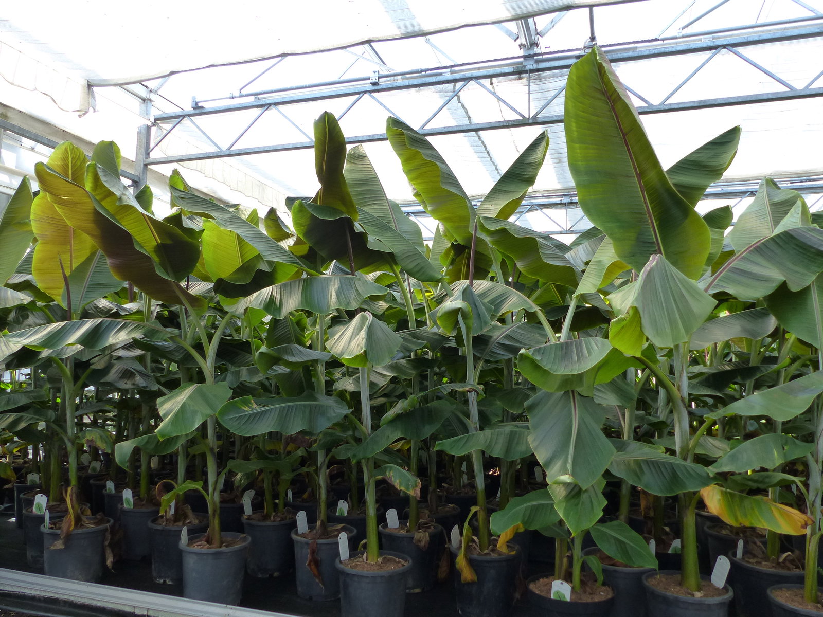 Musa Itinerans Forma India | Bananenstaude |120-150 cm