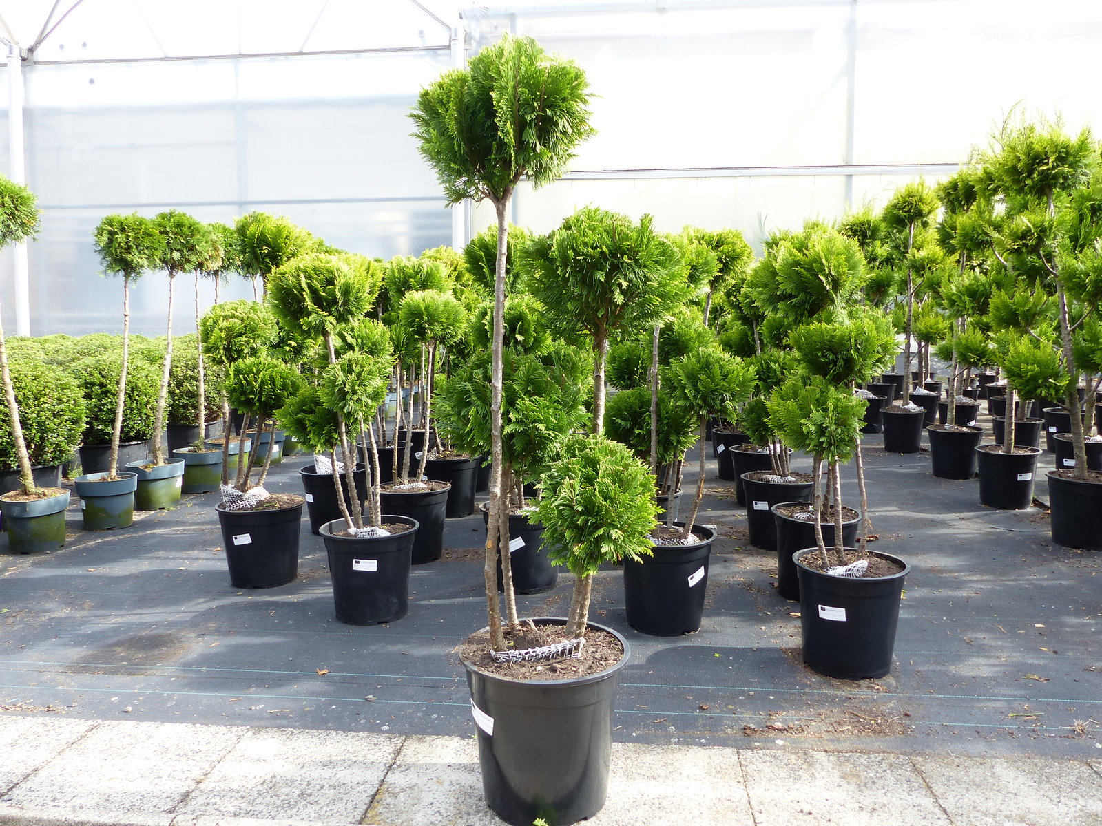 Pon Pon Zypresse Ivonne 100 - 125 cm Formgehölz Chamaecyparis lawsoniana