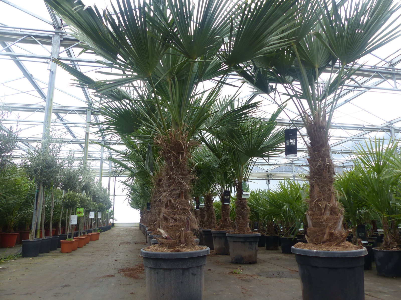 3 Stück im Palmenset Trachycarpus fortunei dicke Stämme 200 cm Hanfpalme, winterharte Palme bis -18°C