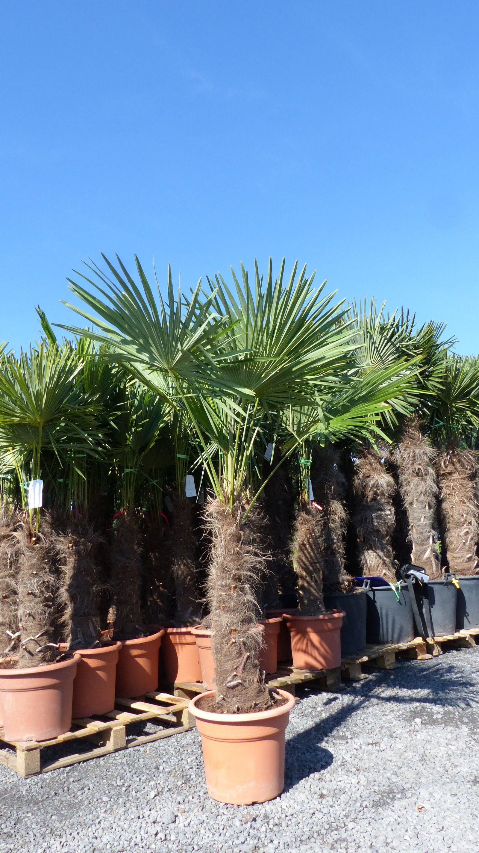 gruenwaren: XXXL 220-250 cm, Stamm 80 cm, Trachycarpus fortunei Hanfpalme, winterharte Palme bis -18°C