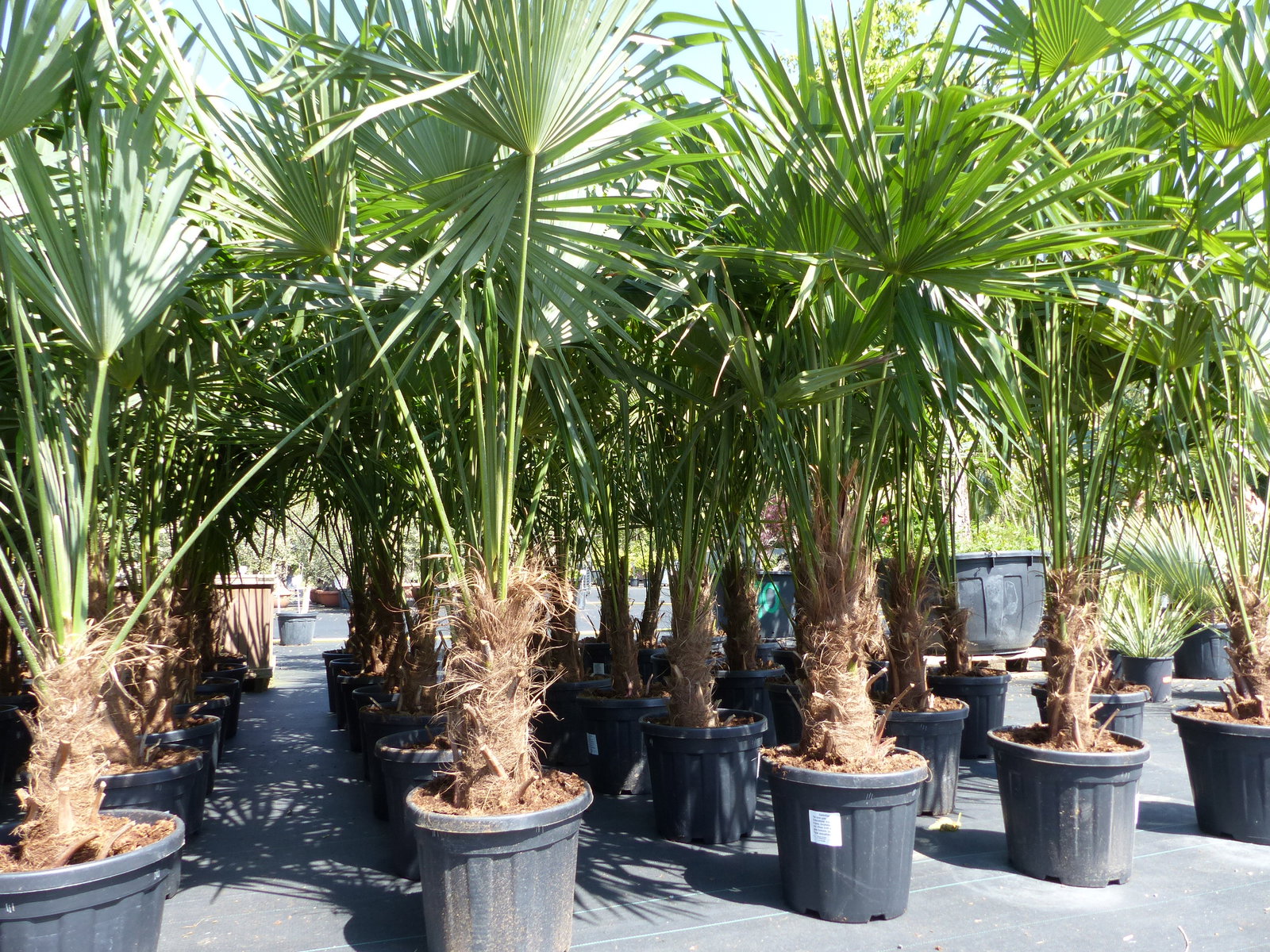 3 Stück XXL Palme winterhart 190 - 220 cm Trachycarpus fortunei, Hanfpalme, Top-Qualität