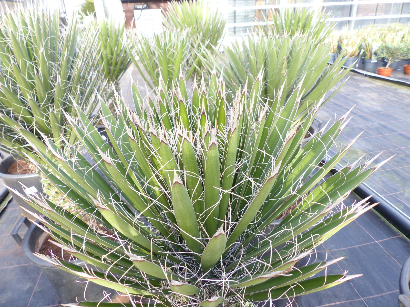 Yucca Palme Filifera, 90 cm, Stamm 20 - 30 cm Tambasi Yucca, winterhart -13 Grad