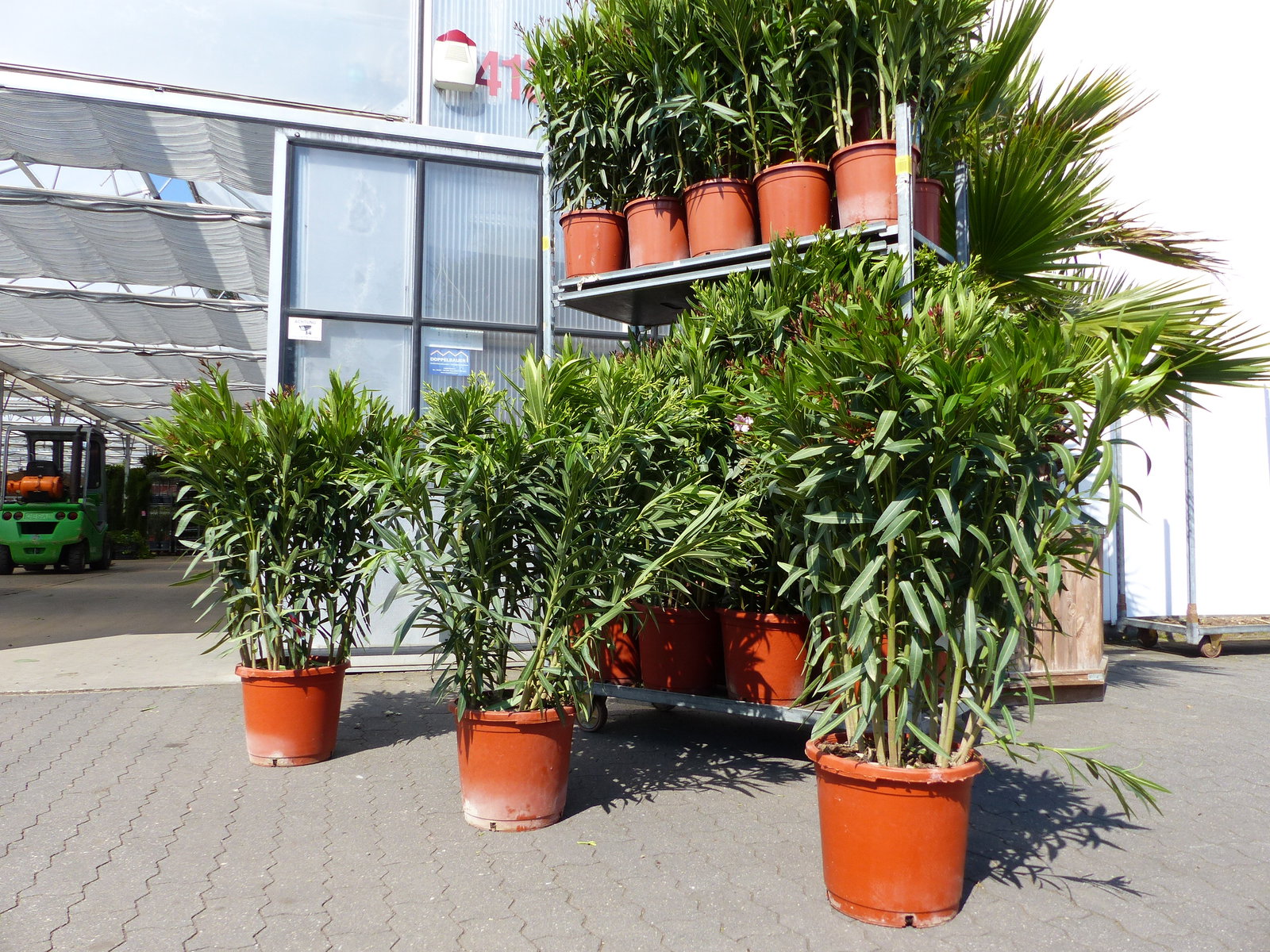 Oleander Premiumqualität 110 - 130 cm Busch Nerium Krone Ø90 cm Rosenlorbeer Premium rot, rosa oder weiß