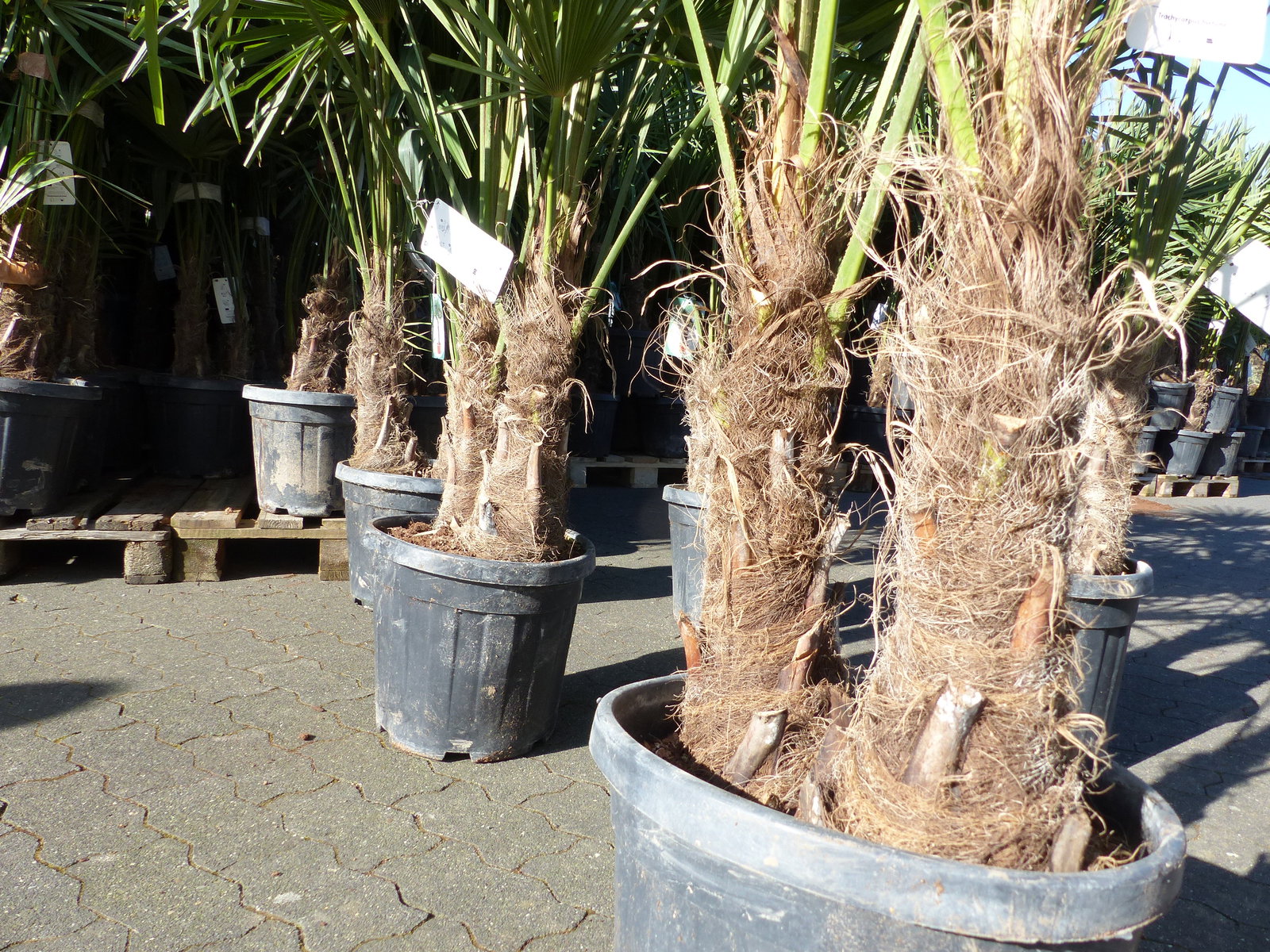 Trachycarpus fortunei Gruppe 150 - 170 cm Palme Hanfpalme, winterhart bis -18°C