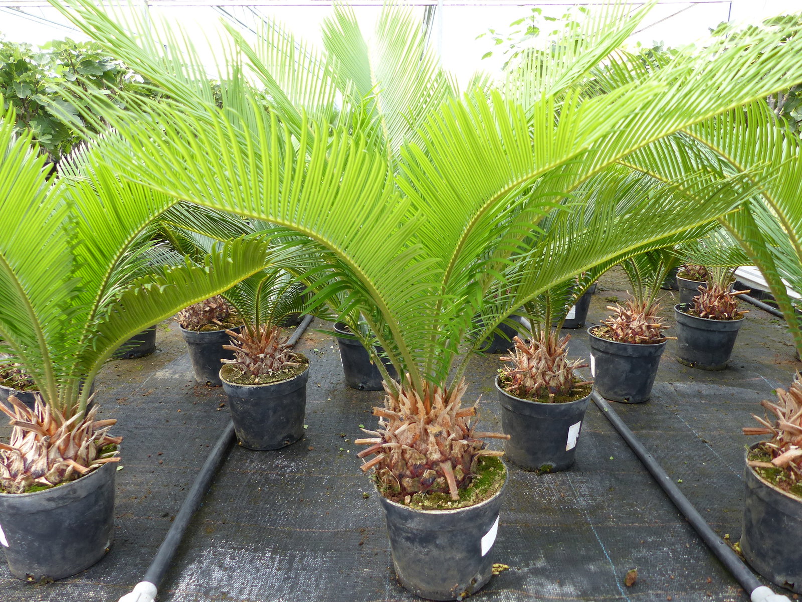 Cycas Revoluta 60 cm Palmfarn Sagopalme Palme, innen + außen
