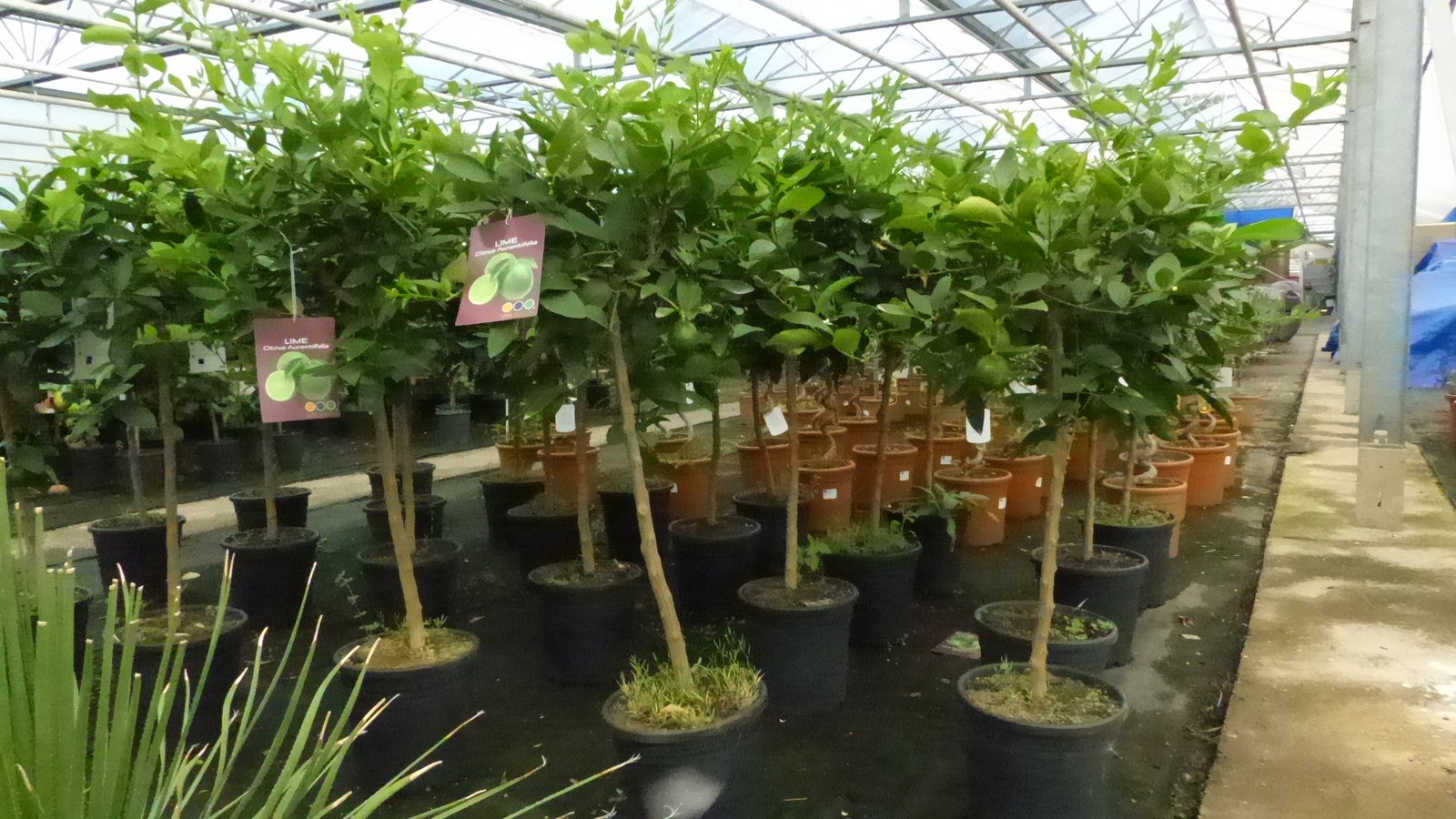 Grünwaren: Limette Limettenbaum "Aurantifolia" Citrus Lime 120 - 150 cm Zitruspflanze