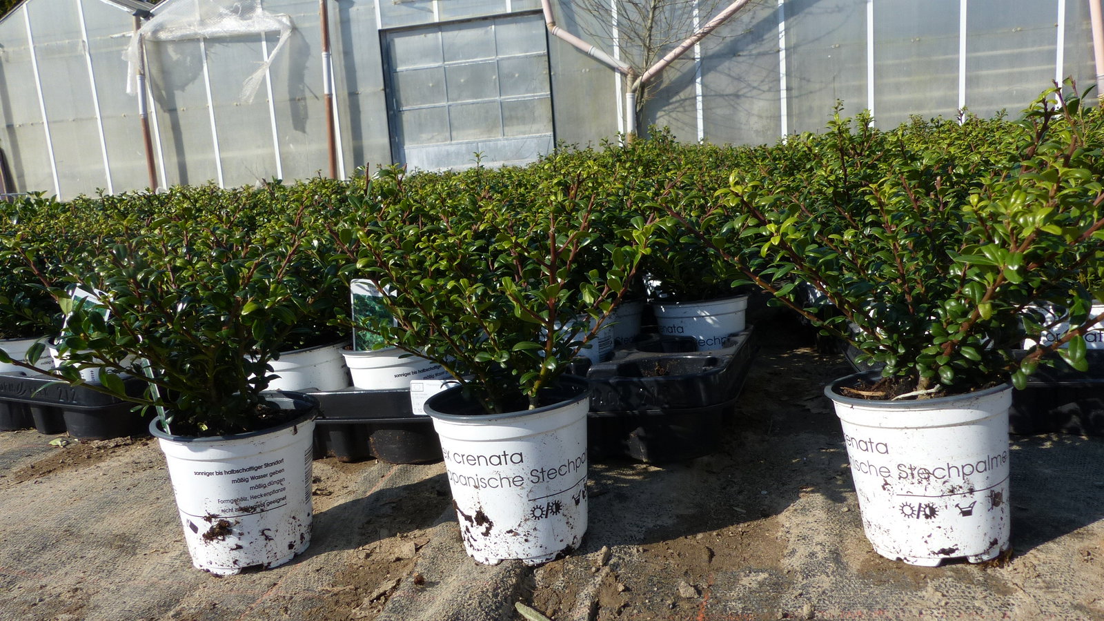 20 Stück Ilex crenata Stokes Heckenpflanze Buchsbaum Ersatz winterhart + robust