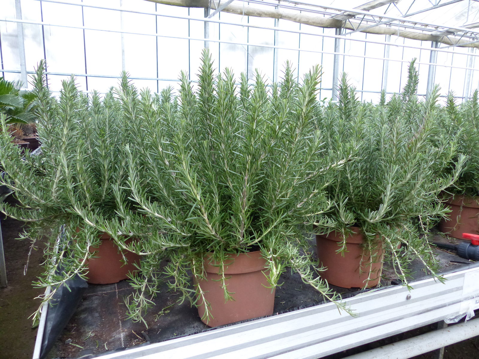 echter Rosmarin Officinalis 50 cm Höhe, XL Busch Ø 45 cm, hängend, winterhart Kräuter