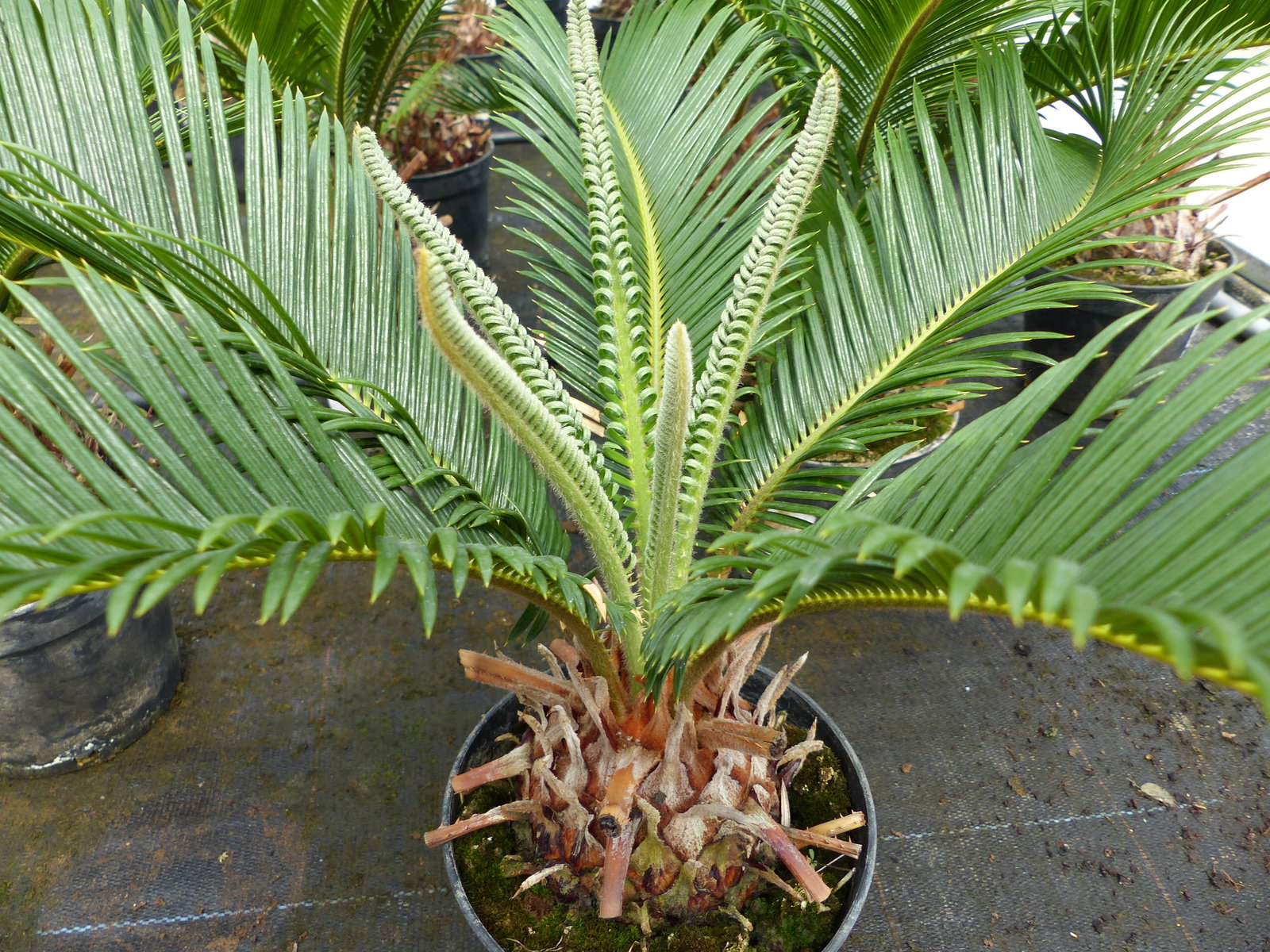 Cycas Revoluta 60 cm Palmfarn Sagopalme Palme, innen + außen