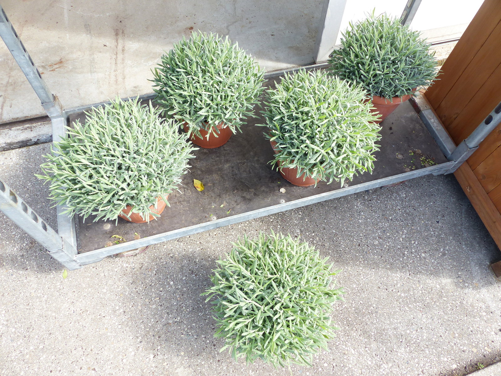 echter Lavendel XL BUSCH Ø 40cm, Höhe 40 cm, Lavandula Angustifolia Kräuter Pflanze Kräuterküche