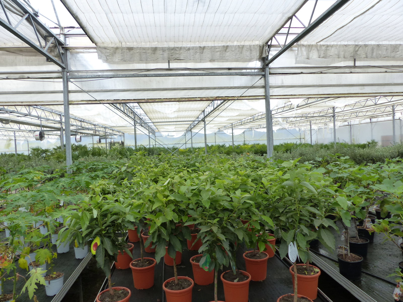 Avocadobaum Avocado Mexicola 100-140 cm veredelt, Persea americana Avocadopflanze, tropische Früchte Pflanze
