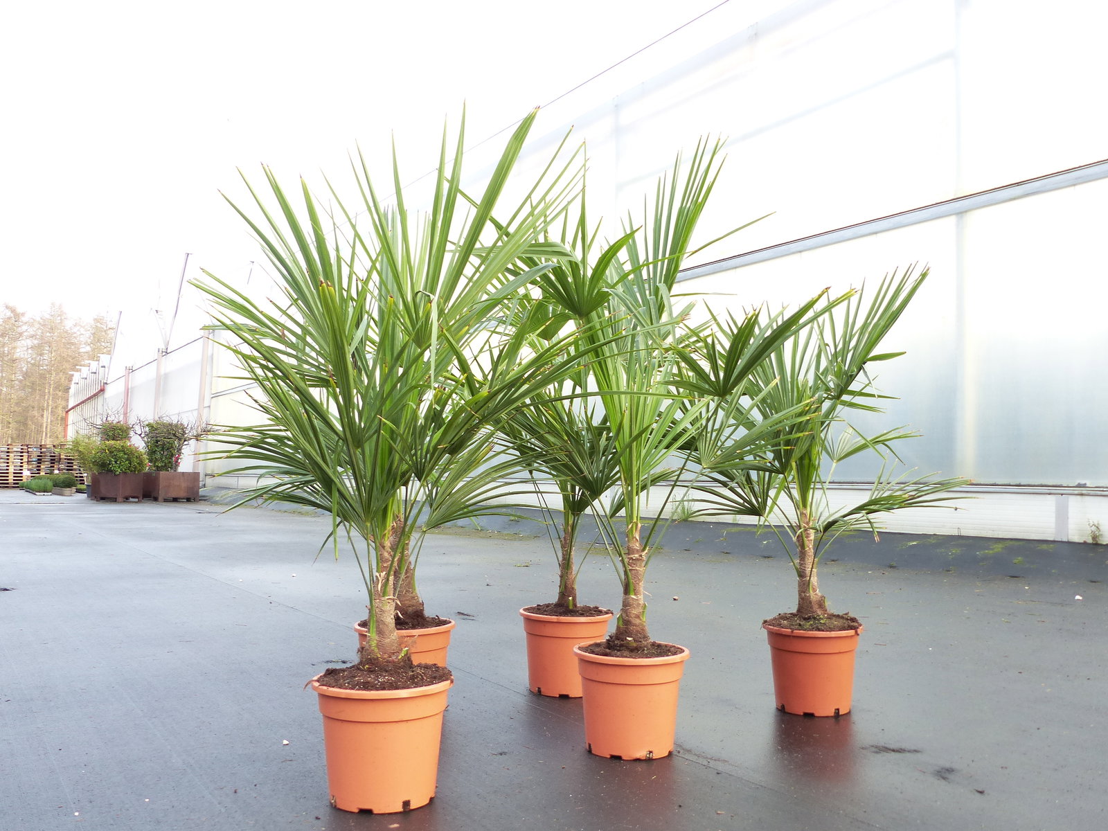 Trachycarpus fortunei 130-160 cm Palme Hanfpalme, winterhart bis -18°C