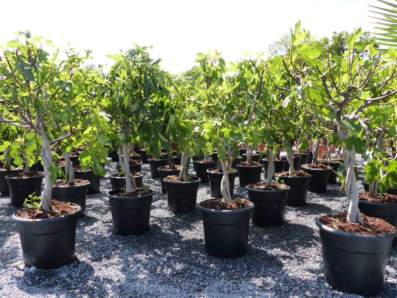 Feigenbaum - hell UND dunkel - in 1 Topf, Obstbaum, winterhart, Ficus Carica, Feige